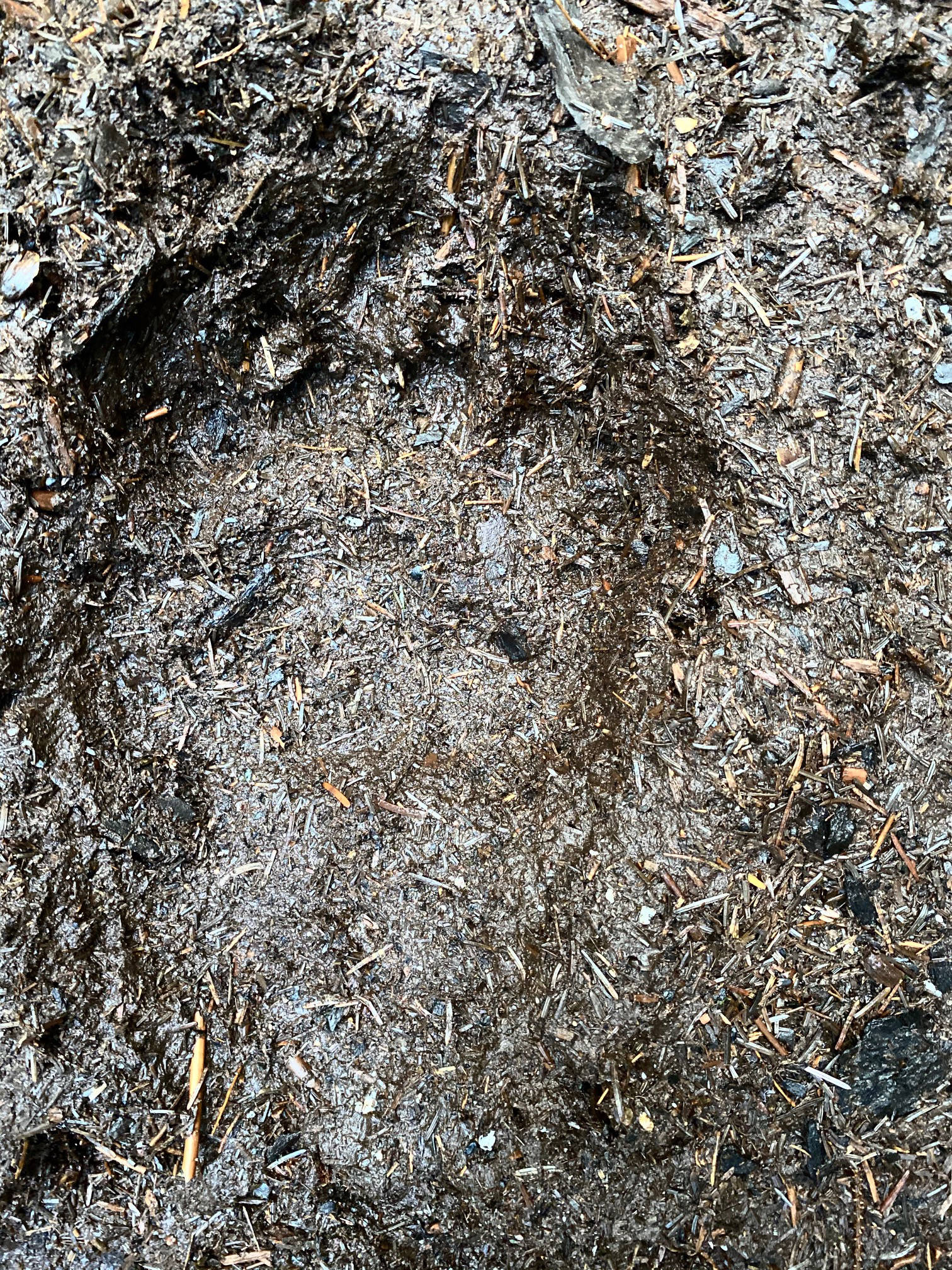 A large bear print is seen in the mud along Windfall Lake trail on Sept. 4, 2020. (Courtesy Photo / Denise Carroll)