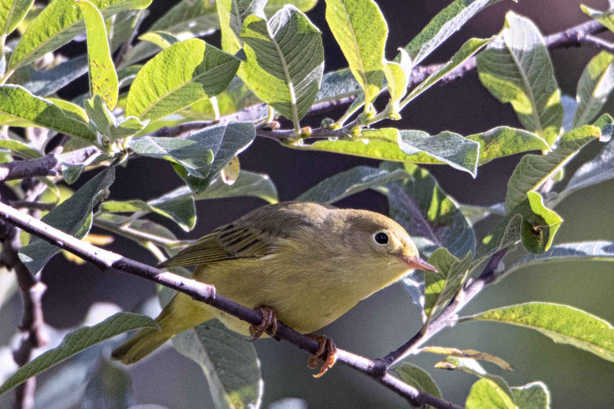 An immature yellow warbler perches by Steep Creek on Sept. 10, 2020. (Courtesy Photo / Kenneth Gill, gillfoto)