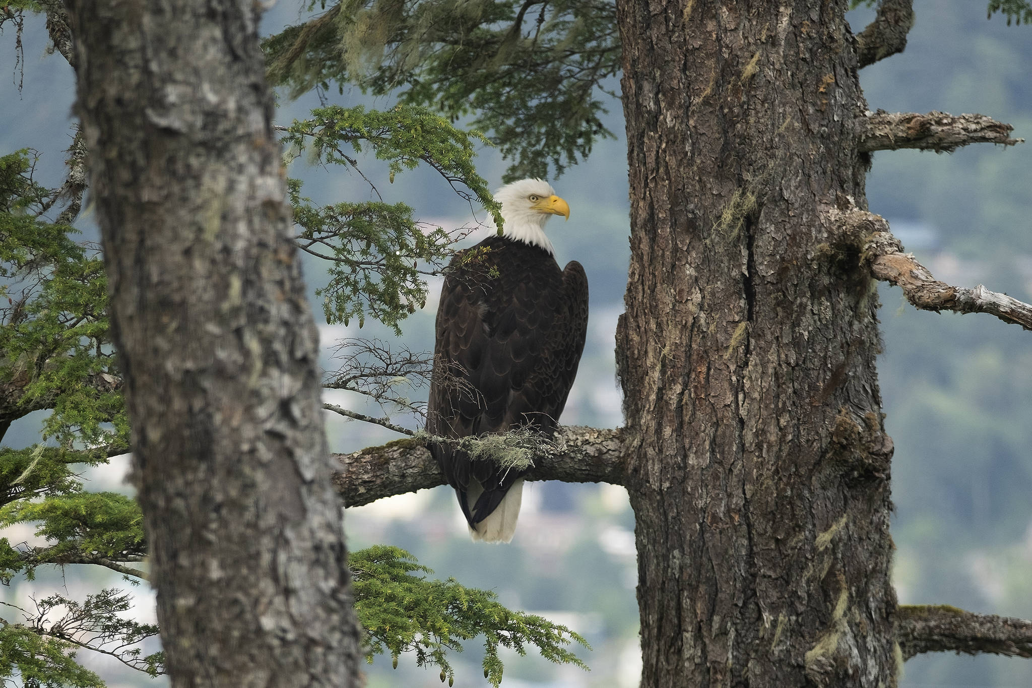 An eagle sits in a tree overlooking Juneau in this photo shared on Sept. 3, 2020. (Courtesy Photo / Tom Matthews)
