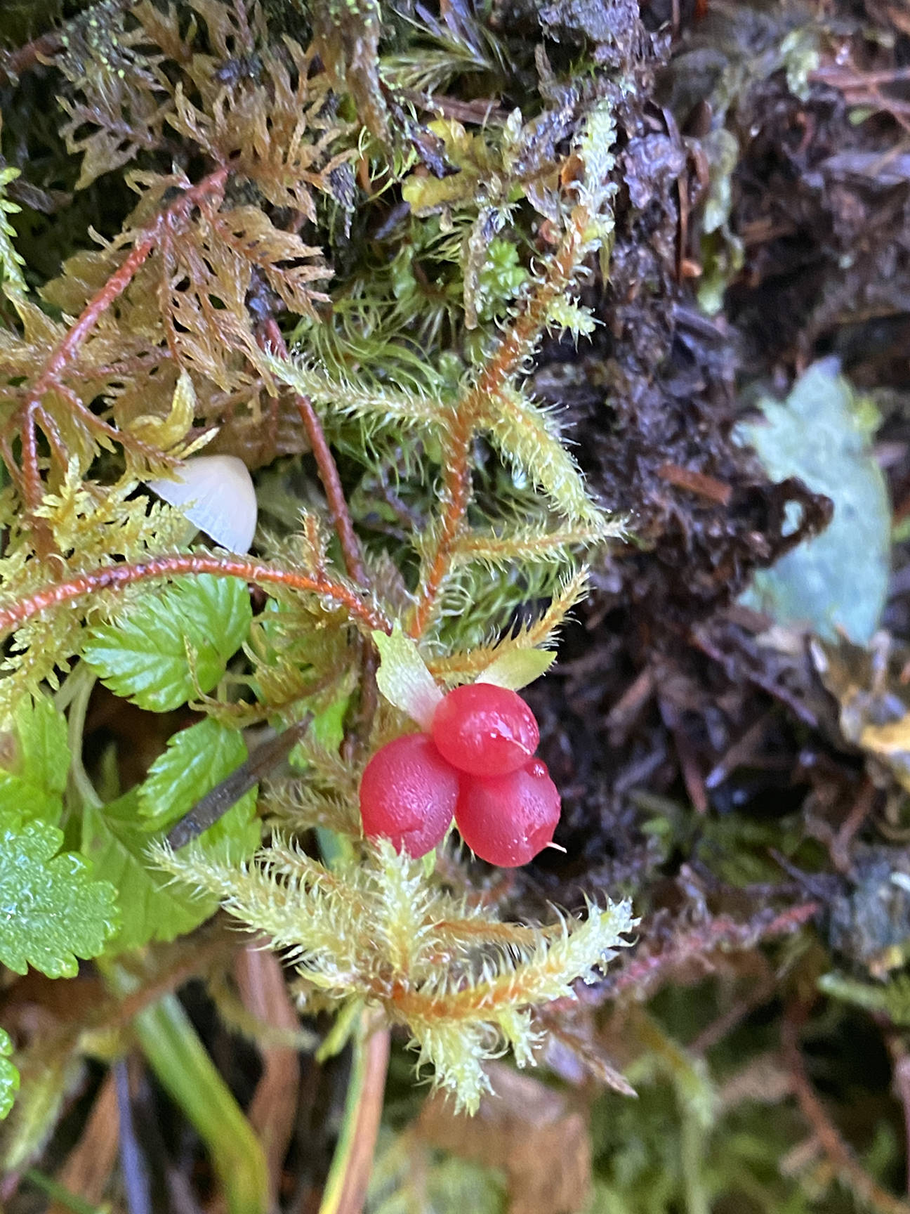 This photo shows a trailing raspberry at the Vista Creek shelter on Sept. 5, 2020. (Courtesy Photo / Deana Barajas)