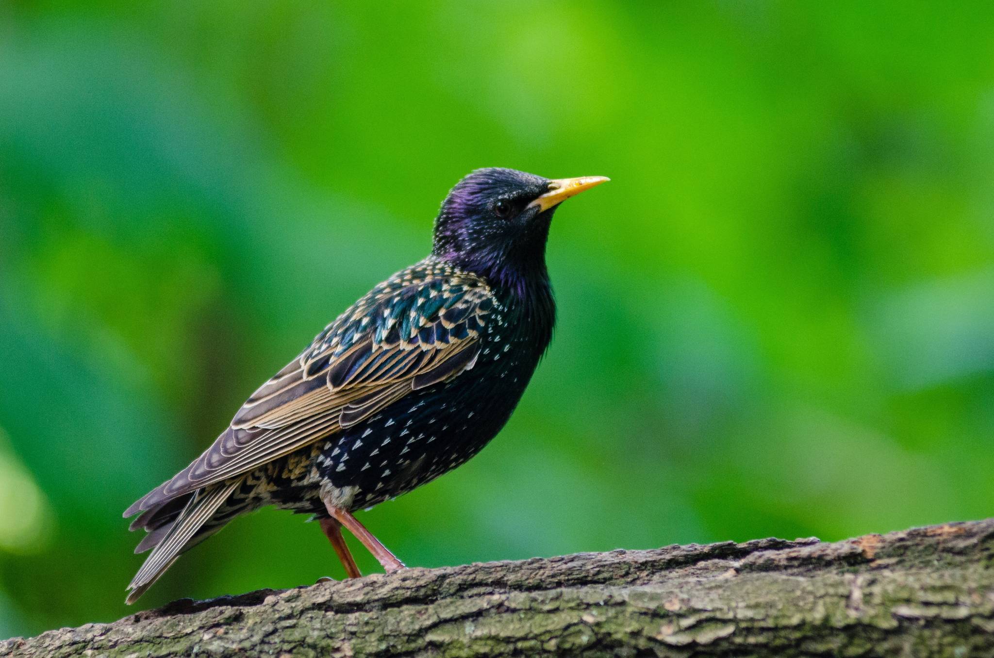Starlings, like the one shown in this photo, are among the birds known to mimic the songs of other species. (Pixabay)