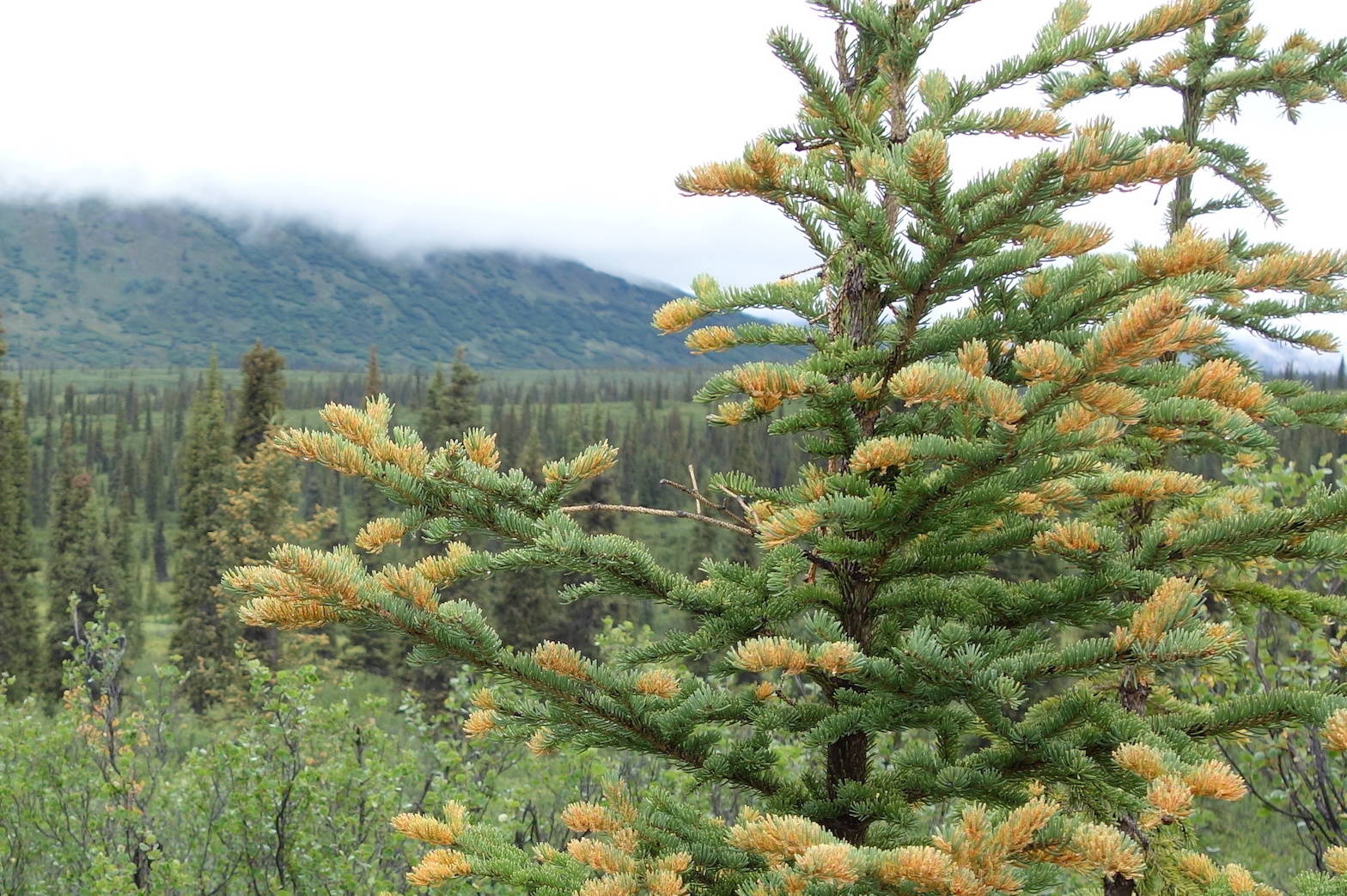 The cause of orange trees in the Alaska Range may surprise you
