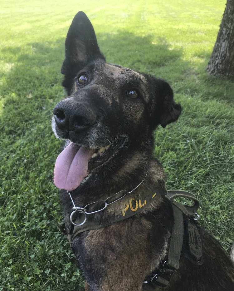 This photo shows 11-year-old Belgian Malinois named Ice, a highly decorated U.S. Forest Service police dog, the day after he suffered nine stab wounds during a marijuana raid in Northern California. Ice was wounded in the Klamath National Forest south of the Oregon border when he was released to catch a suspect who had fled down a steep hill to escape the raid that unearthed more than 5,500 marijuana plants. He kept hold of the suspect even after he was stabbed, while his handler, Patrol Captain Christopher Magallon, made the arrest. (USDA Forest Service)