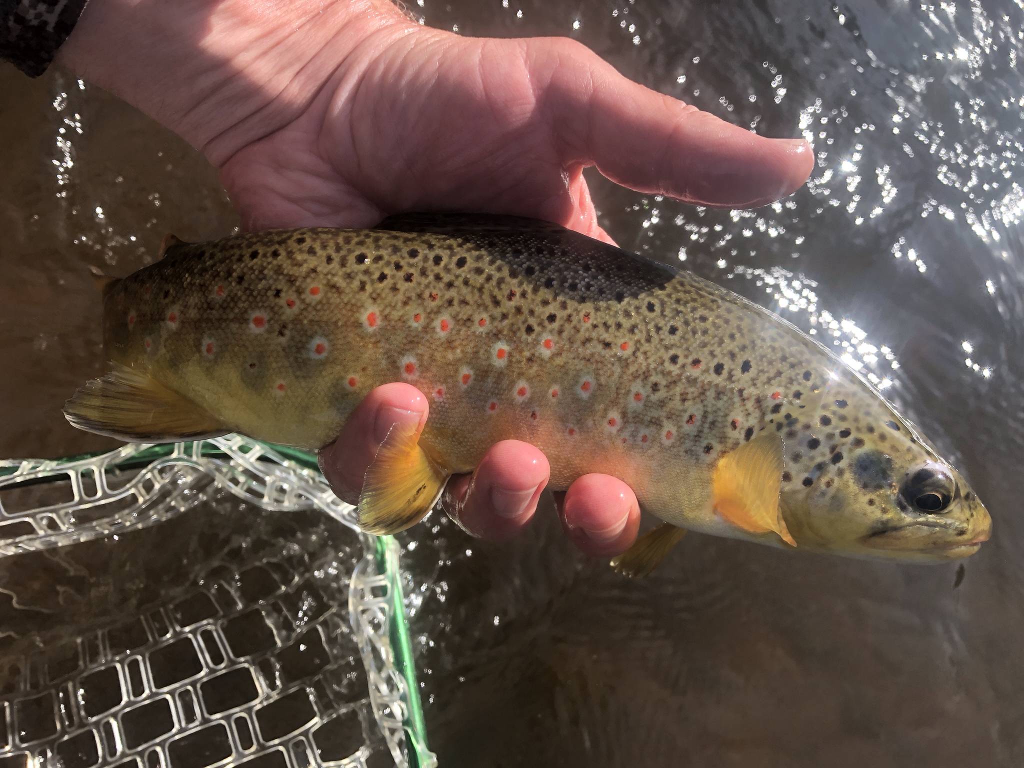 Thanks to writer John Gierach, Jeff Lund has discovered a love for brown trout, bamboo fly rods and Colorados Frying Pan river. (Jeff Lund / For the Juneau Empire)