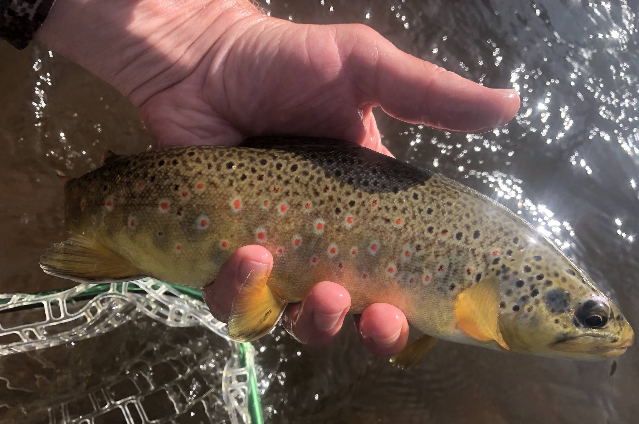 Thanks to writer John Gierach, Jeff Lund has discovered a love for brown trout, bamboo fly rods and Colorado’s Frying Pan river. (Jeff Lund / For the Juneau Empire)