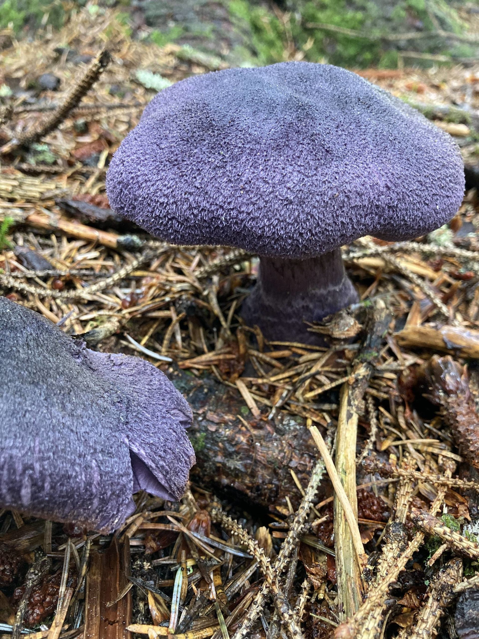 Courtesy Photo / Jenifer Shapland                                 This large purple mushroom is known as purple cort or violet cort.
