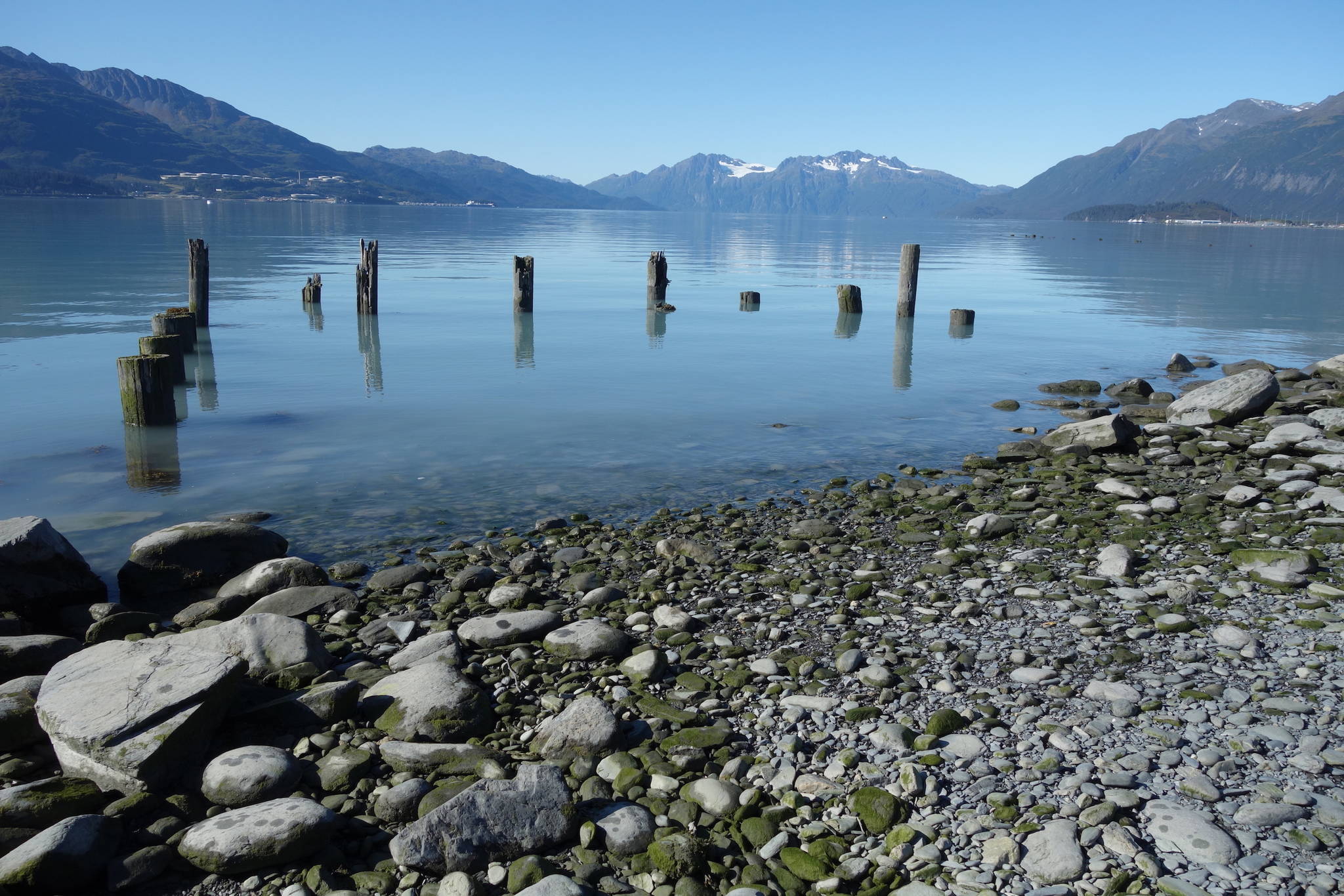 Pilings from a wharf at the former town of Valdez that waves destroyed after the Great Alaska Earthquake of March 1964. (Courtesy Photo / Ned Rozell)
