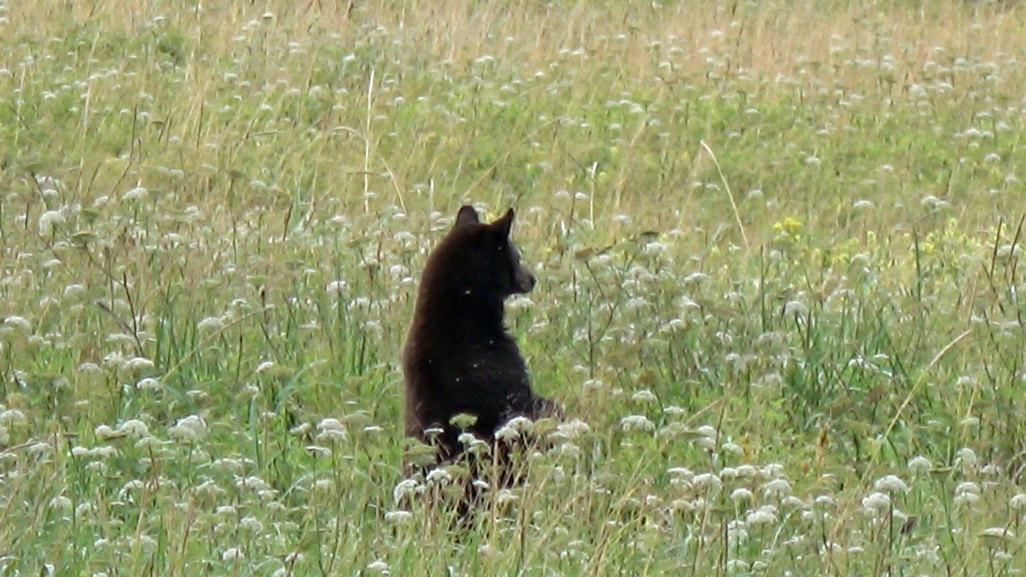 Courtesy Photo / Doug Jones                                A bear stands in a field of hemlock parsley at Eagle Beach two years ago before the bears demolished most of the plants.
