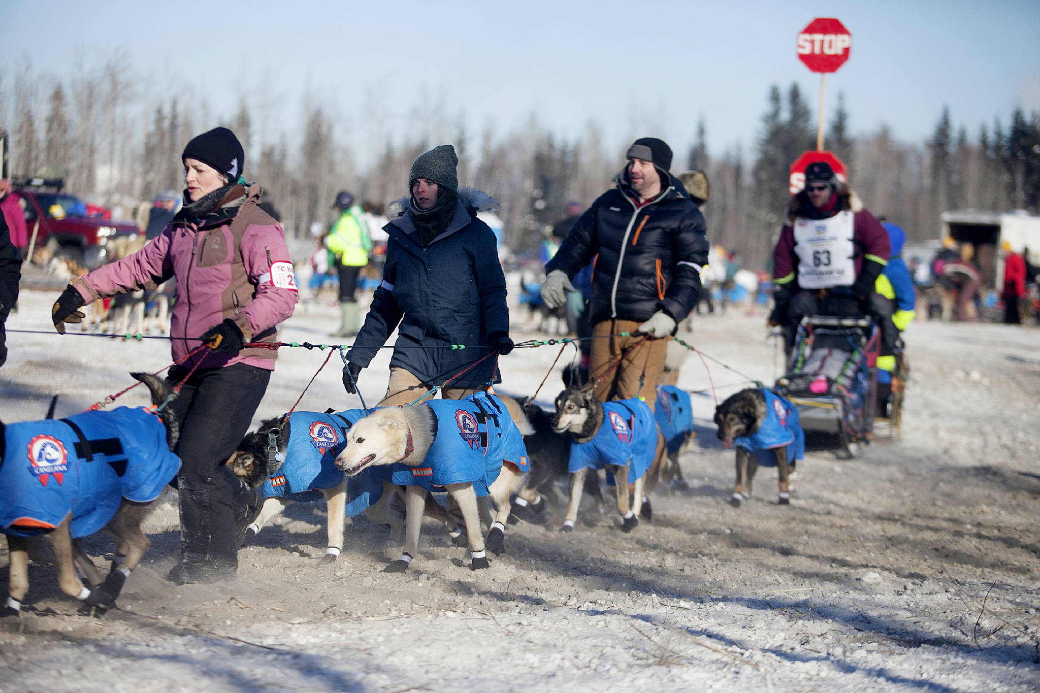Associated Press                                In this March 2017 photo, volunteer handlers guide teams out of the dog yard and down the chute to the starting line of the 45th Iditarod Trail Sled Dog Race in Fairbanks, Alaska. The world’s most famous sled dog race will go forward in 2021, and officials are preparing for every potential contingency now for what the coronavirus and the world might look like in March when the Iditarod starts.