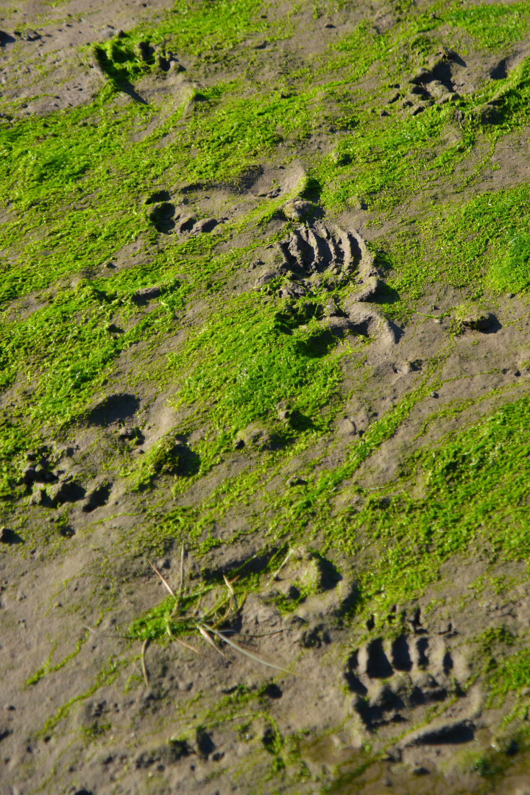 Fresh brown bear tracks were evident in this photo taken along a northern Admiralty Island stream which supports a salmon run during a recent stretch of sunny weather in early September. The bears were apparently searching for salmon entering the stream near the end of the summer salmon run.(Courtesy Photo / Jerry Reinwand)