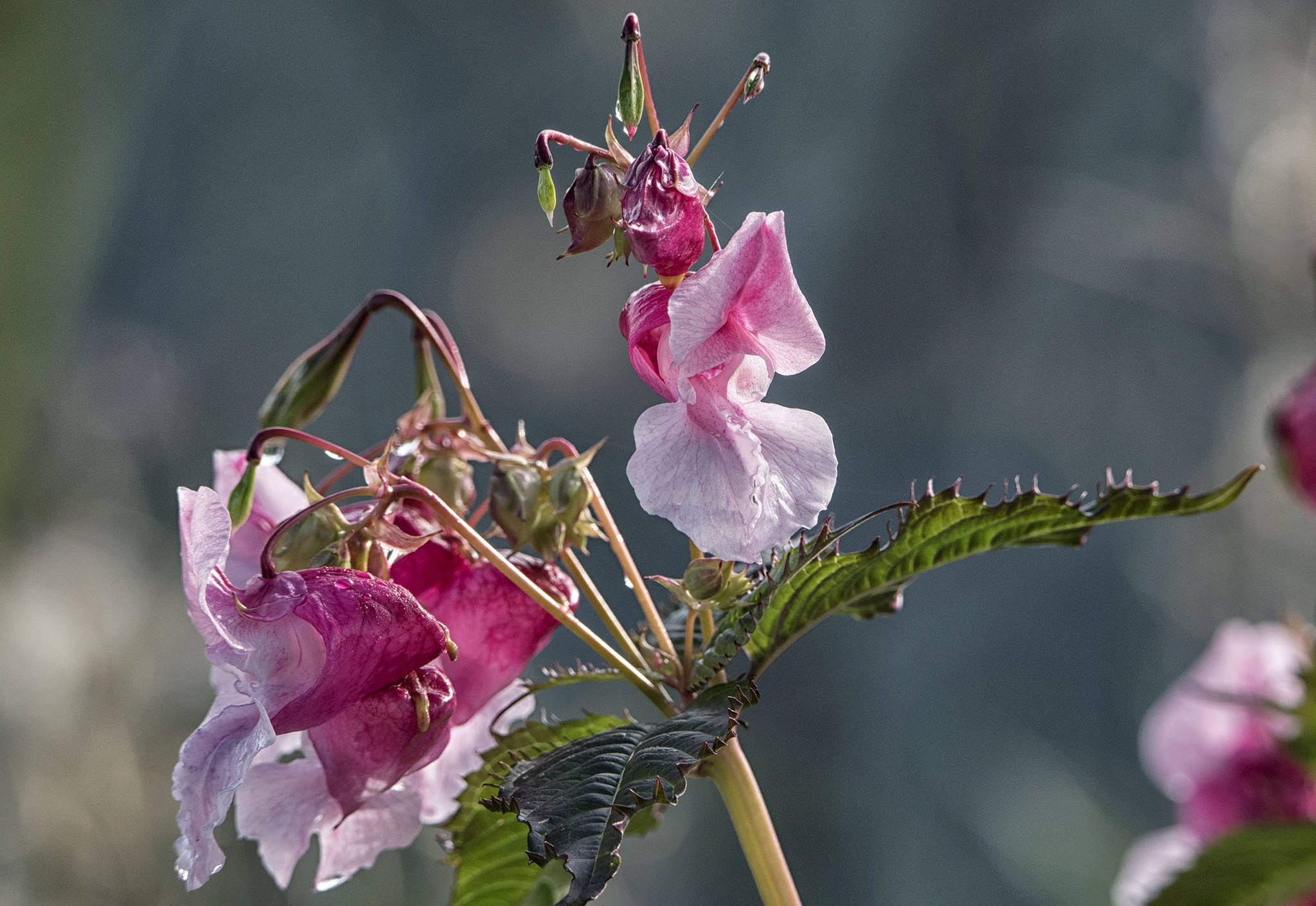 Himalayan Balsam, an invasive species, is seen edge of the Mendenhall Wetlands on Friday, Sept. 25, 2020. (Coutesy Photo / Kenneth Gill, gillfoto)