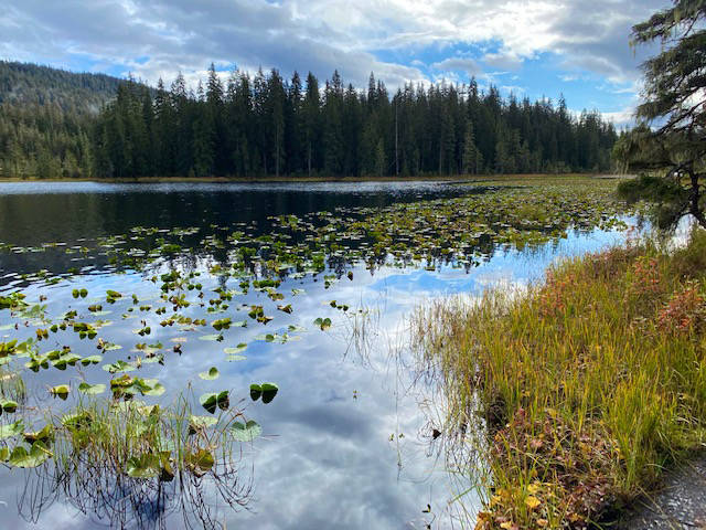 A stand of evergreens, a plethora of lily pads and blue skies over Peterson Lake on Sept. 23, 2020. (Courtesy Photo / Denise Carroll)