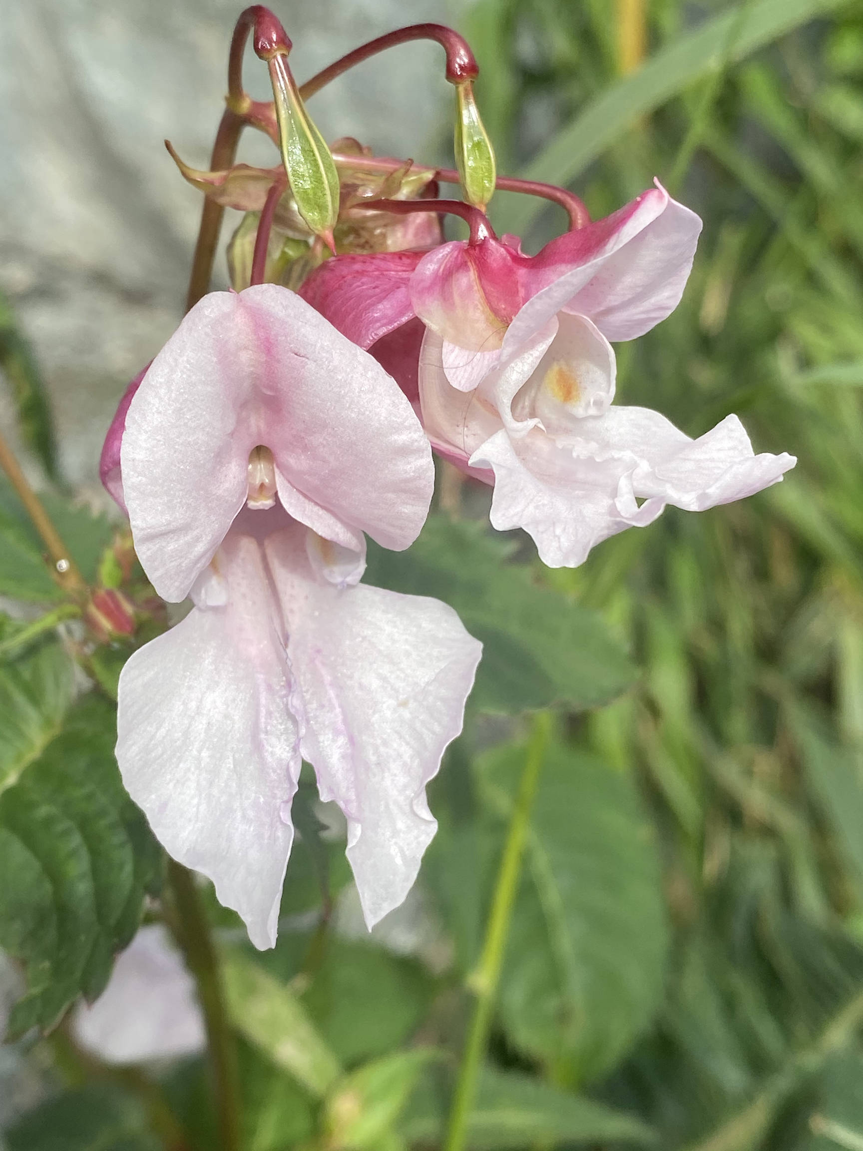 This photo shows invasive plant ornamental jewelweed (Impatiens glandulifera Royle) on the trail near the end of Industrial Boulevard on Aug. 29, 2020. (Courtesy Photo / Michael Stekoll)