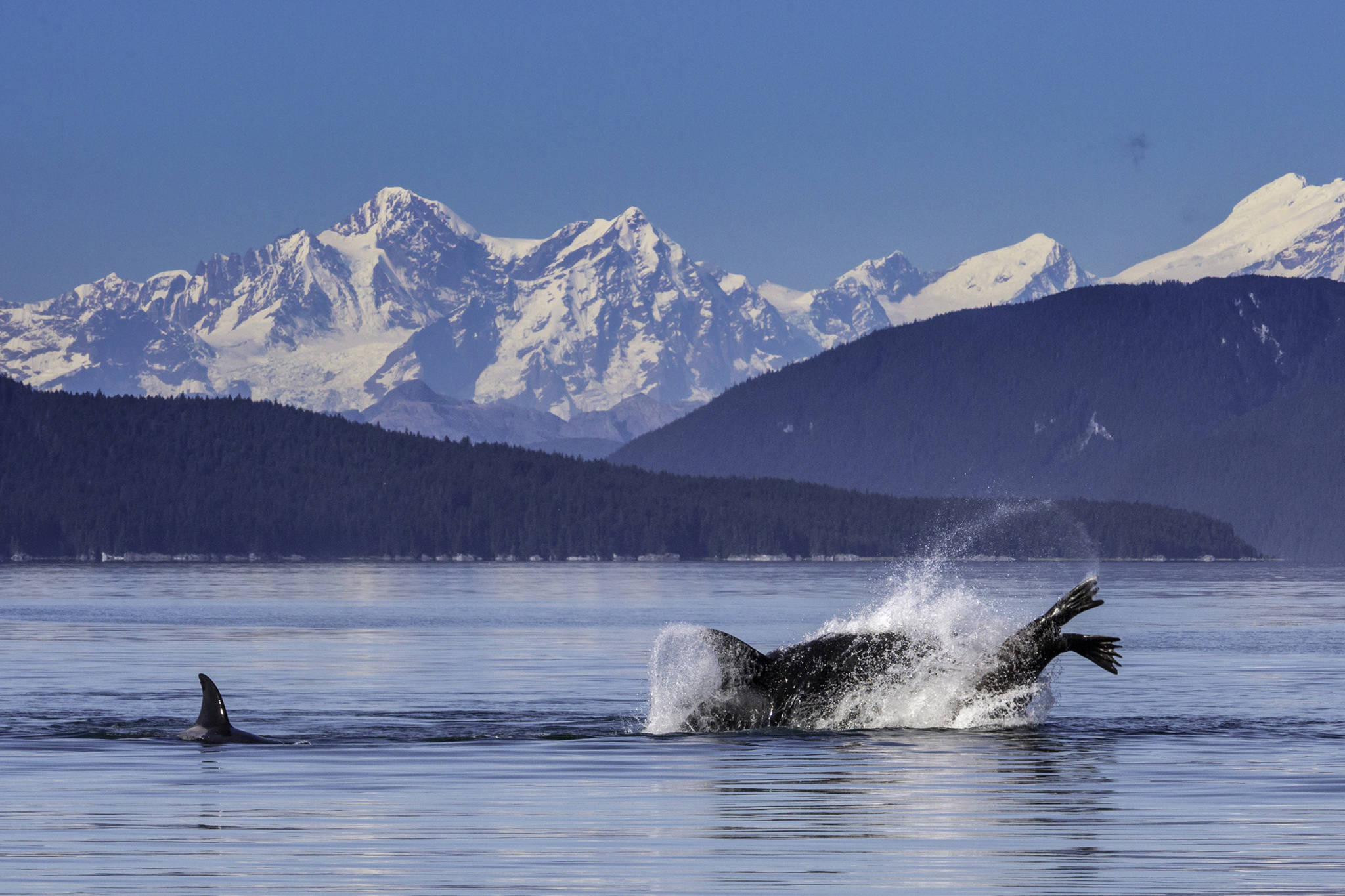Orcas hunt a large sea lion in Icy Strait on Sept. 10. (Courtesy Photo / Jack Beedle)