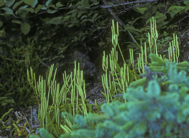 Lycopodium clavatum or running club moss often has long stems that are covered with short leaves, and they “run” over the ground before making erect branches that bear cones on stalks. (Courtesy Photo / Bob Armstrong)