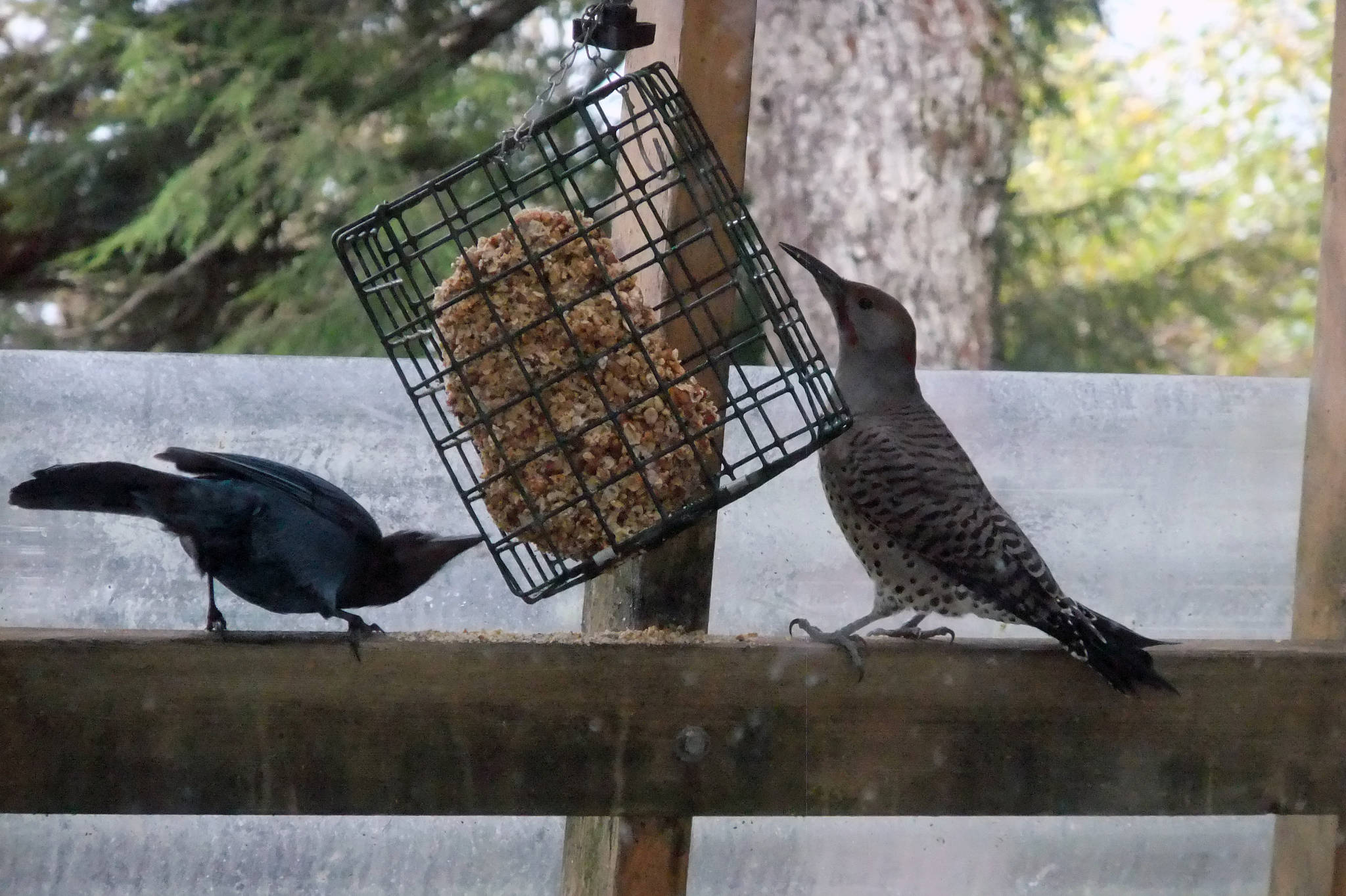 A flicker and bluejay feed together on Oct. 12. (Courtesy Photo / Gary Miller)