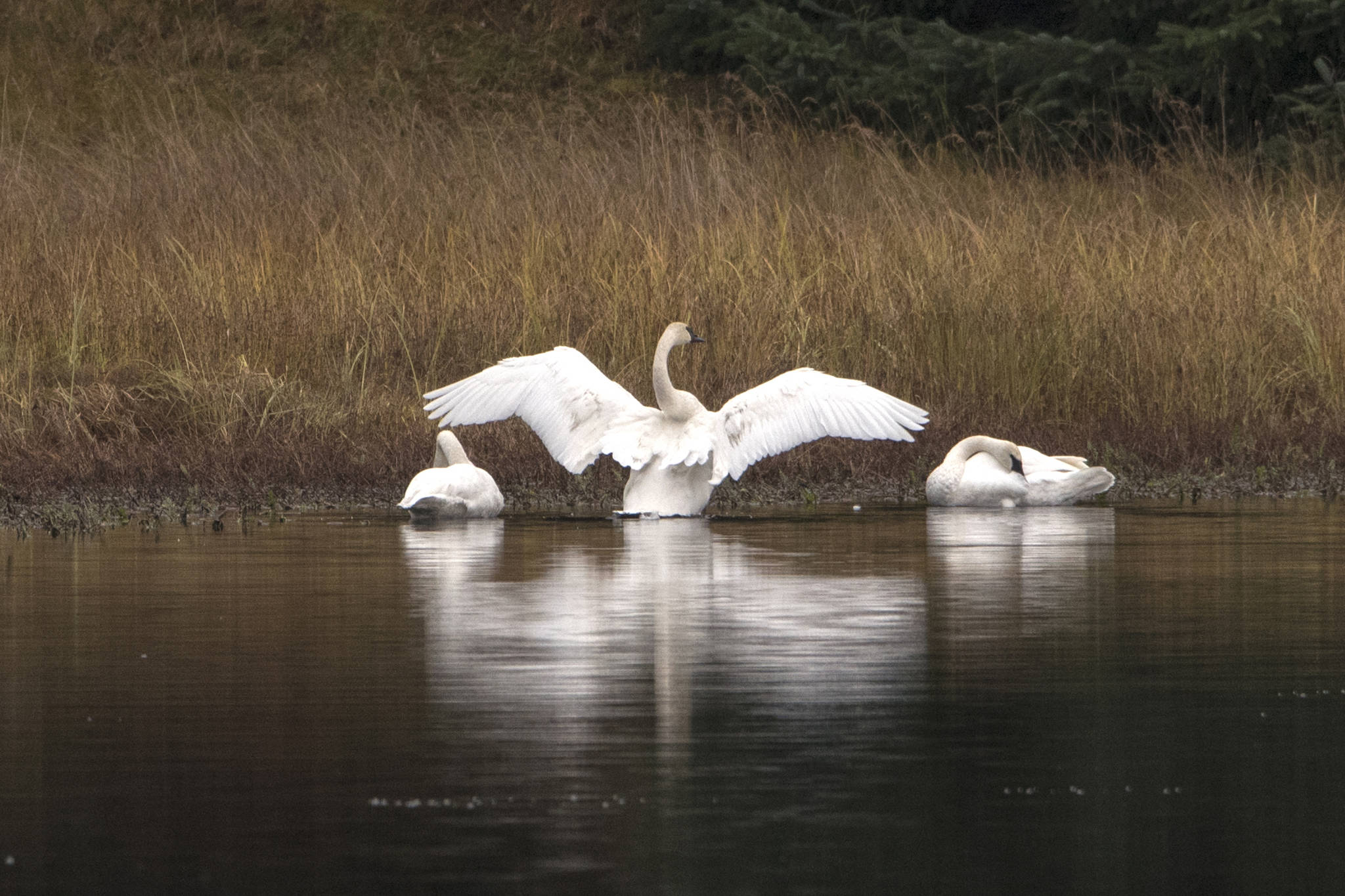 Three trumpeter Swans in peterson Creek pond by Amalga Harbor on Oct. 10. (Courtesy Photo / Kenneth Gill, gillfoto)