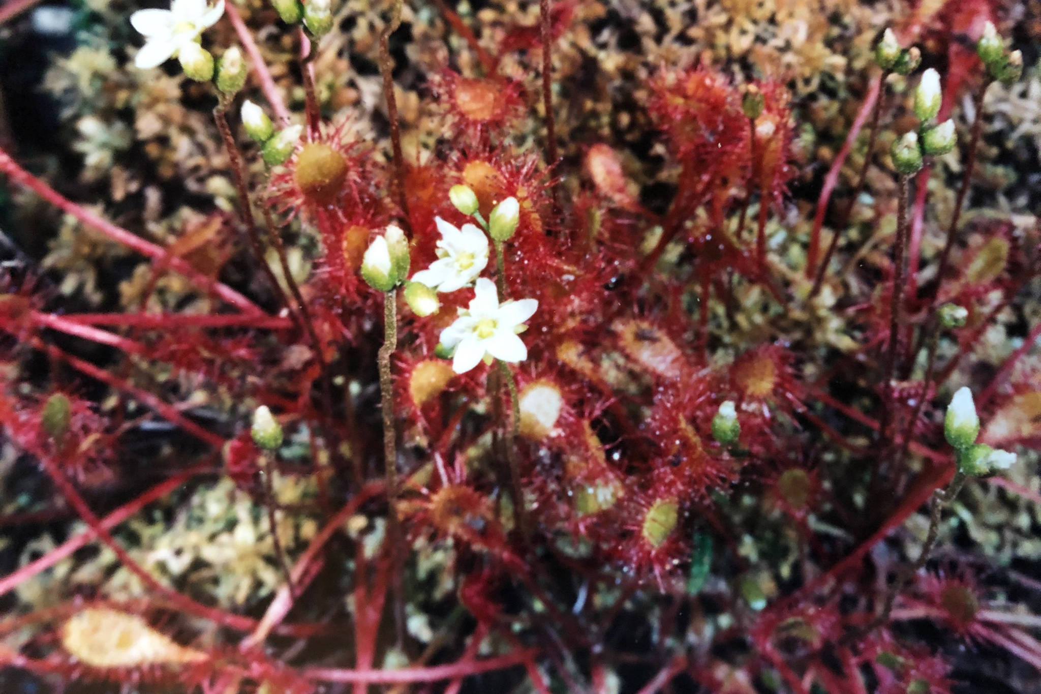 Drosera intermedia blooms at Eagle Crest in mid-October. (Courtesy Photo / Anthony Pope)