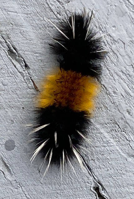 A wooly bear caterpillar inches his way across steps at Mile 2 on Sept. 30, 2020. (Courtesy Photo / Denise Carroll)