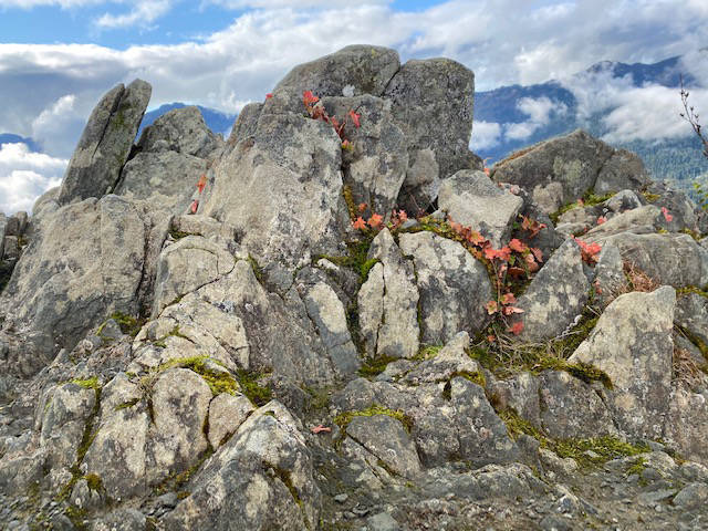 Plants cling to life on this rocky outcropping on the Mount Roberts trail on Oct. 5. (Courtesy Photo / Denise Carroll)