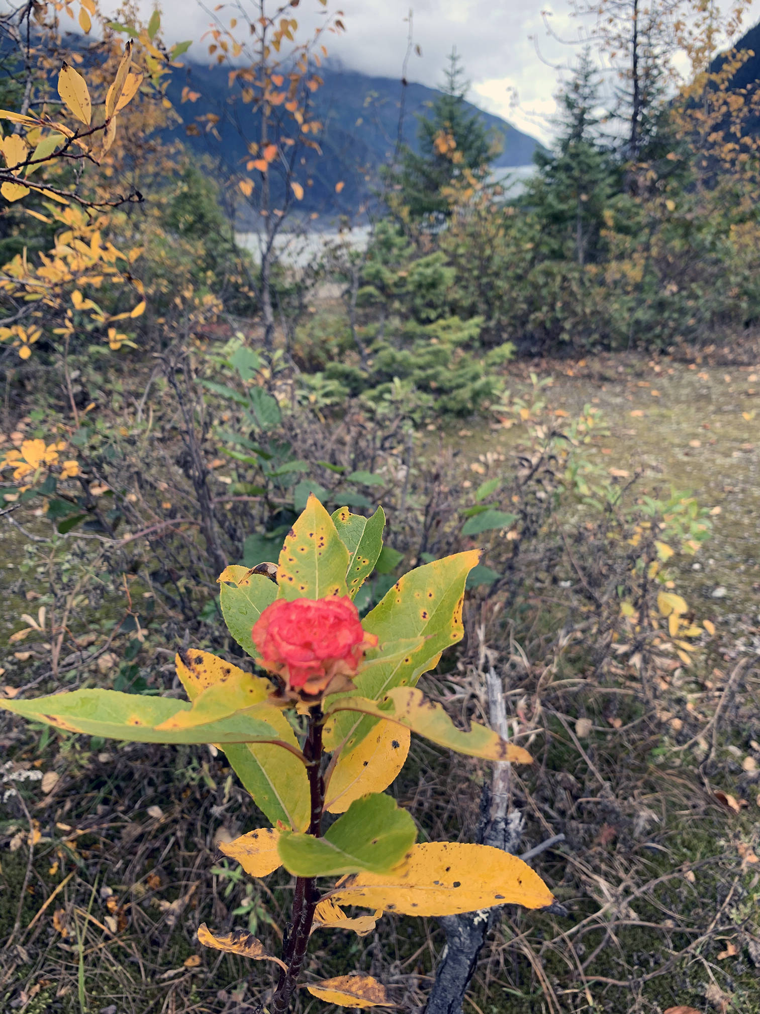 A lone Willow Rose grows on Nugget Falls Trail in late September. (Courtesy Photo / Lori Buzzel