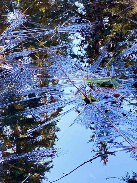 Starry ice formations form on a Windfall Lake slough on Oct. 19. (Courtesy Photo / Denise Carroll)