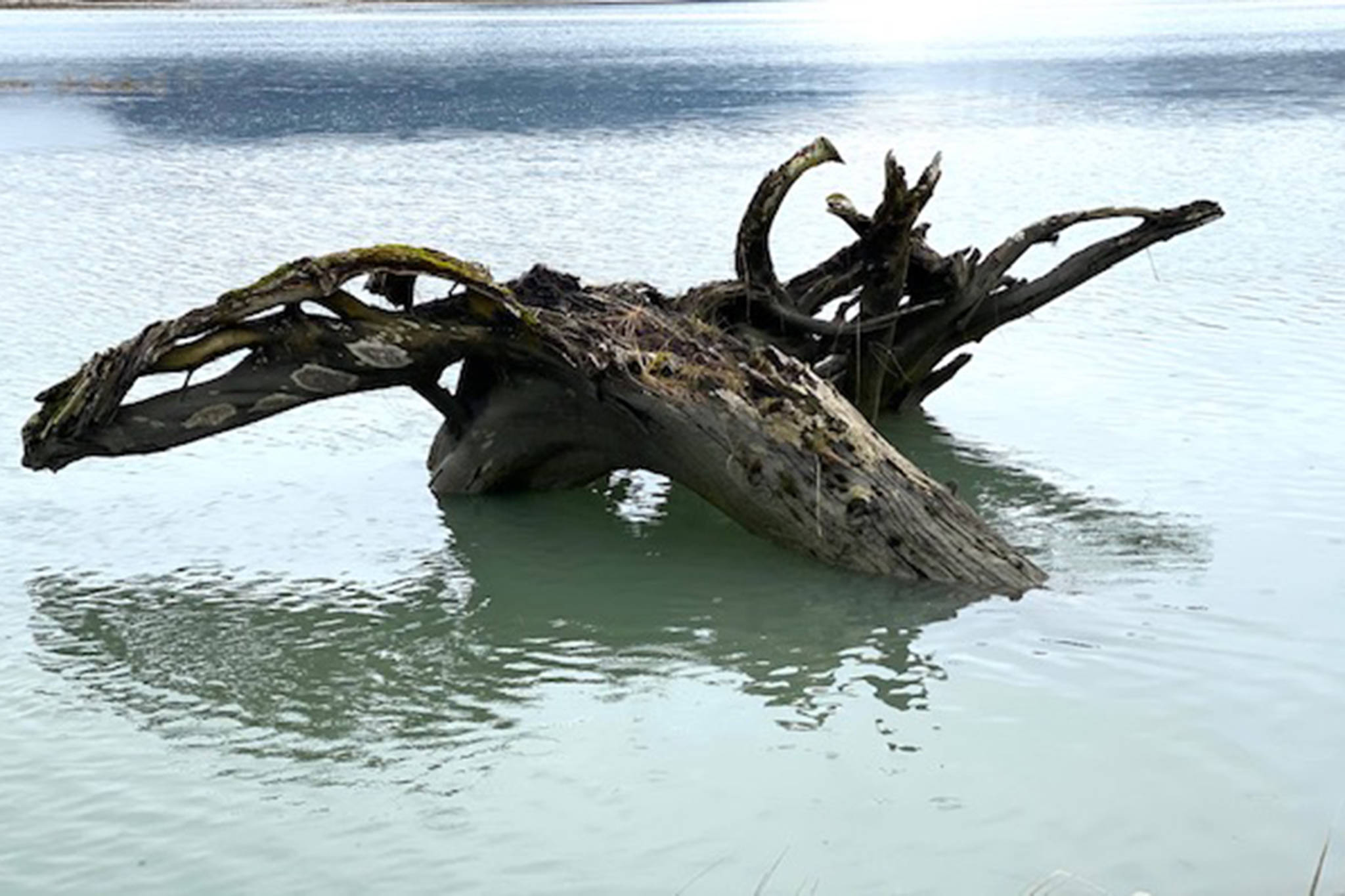 A tree trunk and root wad in Mendenhall River resemble a large swimming moose on Oct. 21. (Courtesy Photo / Denise Carroll)