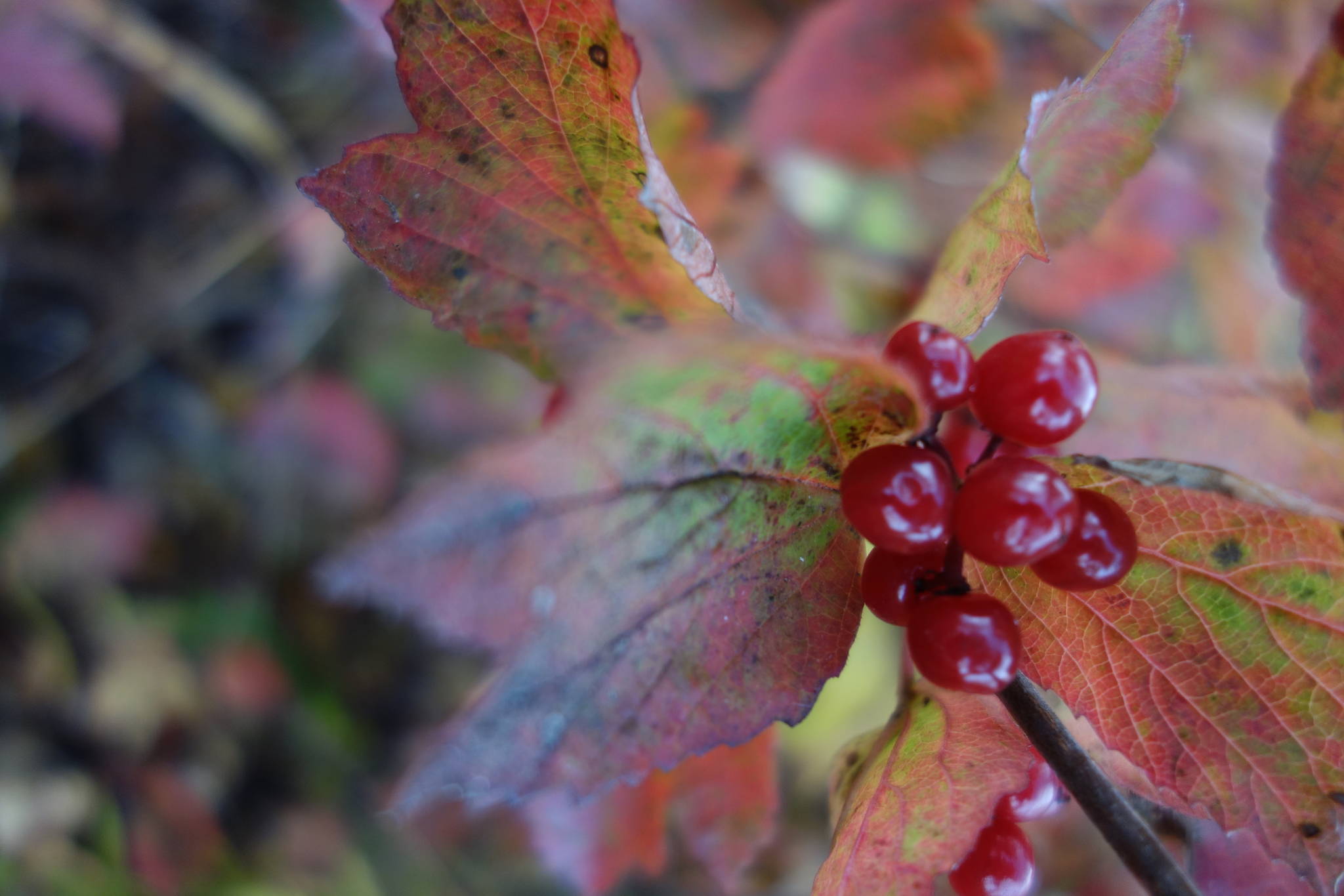 Highbush cranberry emits a musty smell in autumn. (Courtesy Photo / Ned Rozell)