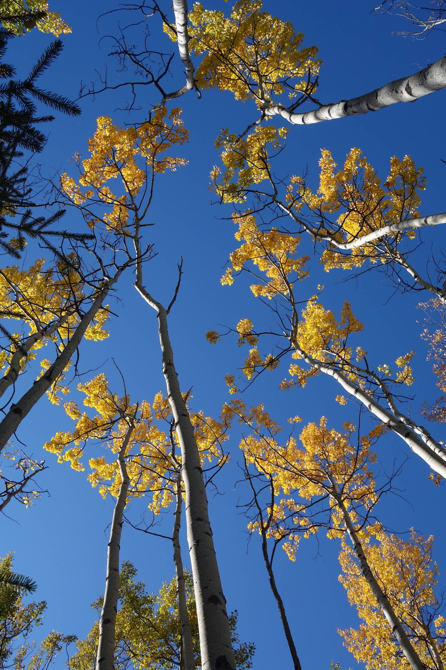 Aspen trees near Glennallen show signs of the changing seasons. (Courtesy Photo / Ned Rozell)