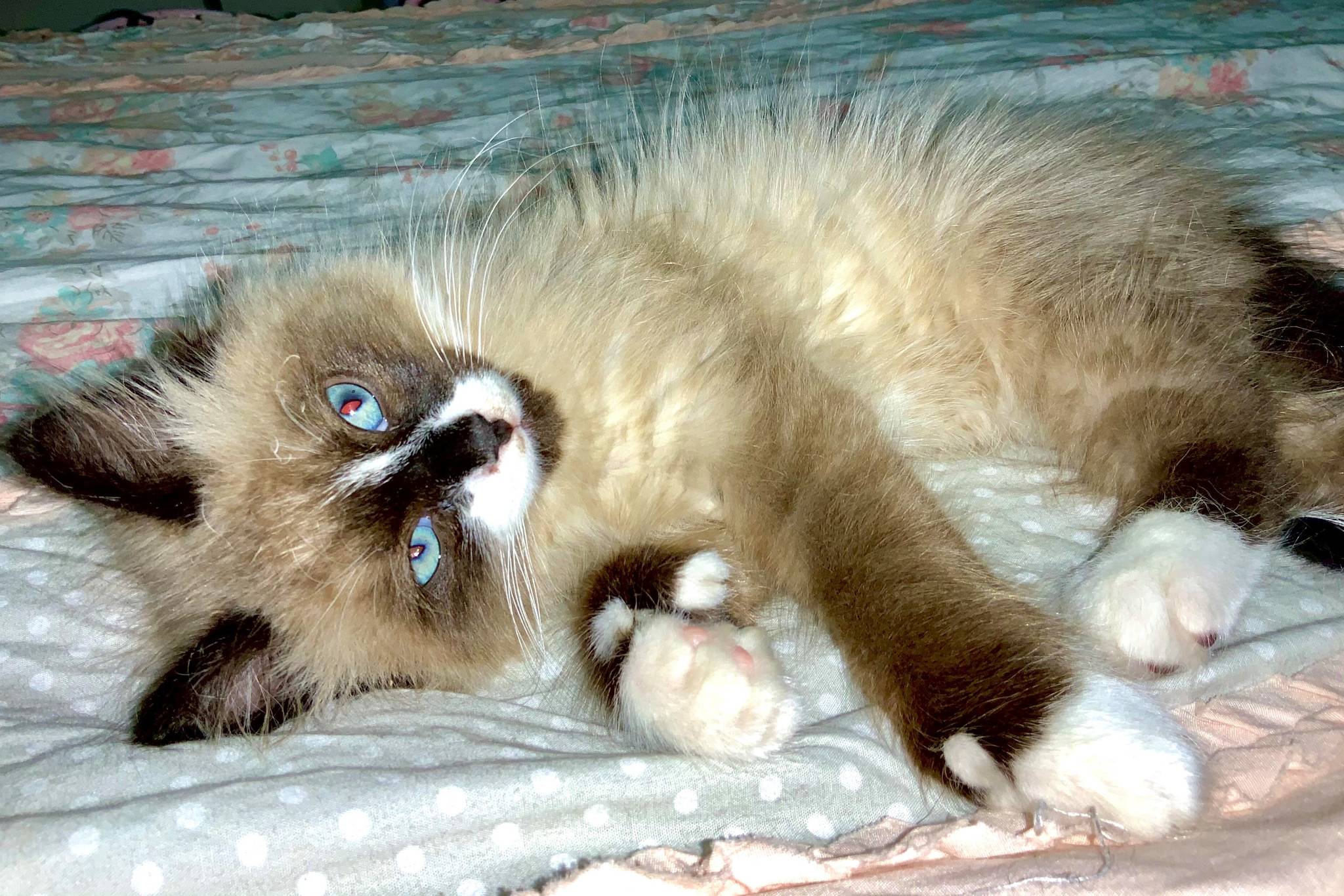 Chief died of a .22 calibur gunshot wound on Sept. 28 near Lupine Lane in the Mendenhall Valley. Chiefs owner, Tamara Roberts, is offering a reward for anyone who can provide information about the perpetrator. (Courtesy photo / Tamara Roberts)