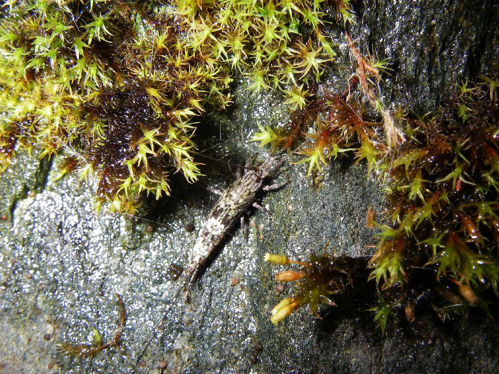 Arctic bristletails, like the ones shown in this photo, are wingless insects that live along the shoreline. (Courtesy Photo / Aaron Baldwin)