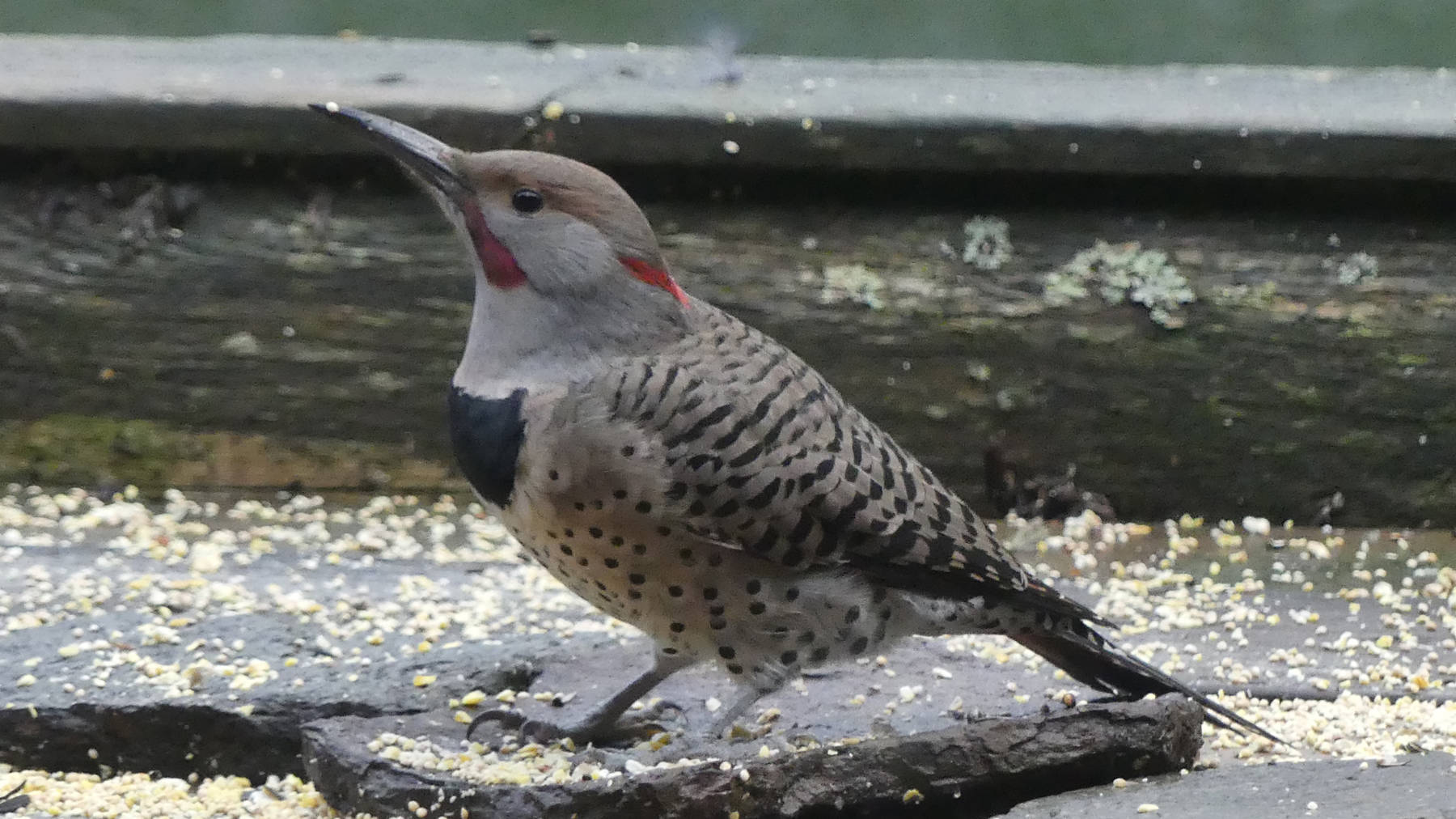 A male northern flicker at Tee Harbor this year shows the red face mark of the western form and the red nape mark of the eastern form, so it may be an intergrade. (Courtesy Photo / Bob Armstrong)