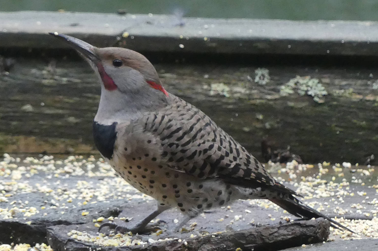 A male northern flicker at Tee Harbor this year shows the red face mark of the western form and the red nape mark of the eastern form, so it may be an intergrade. (Courtesy Photo / Bob Armstrong)