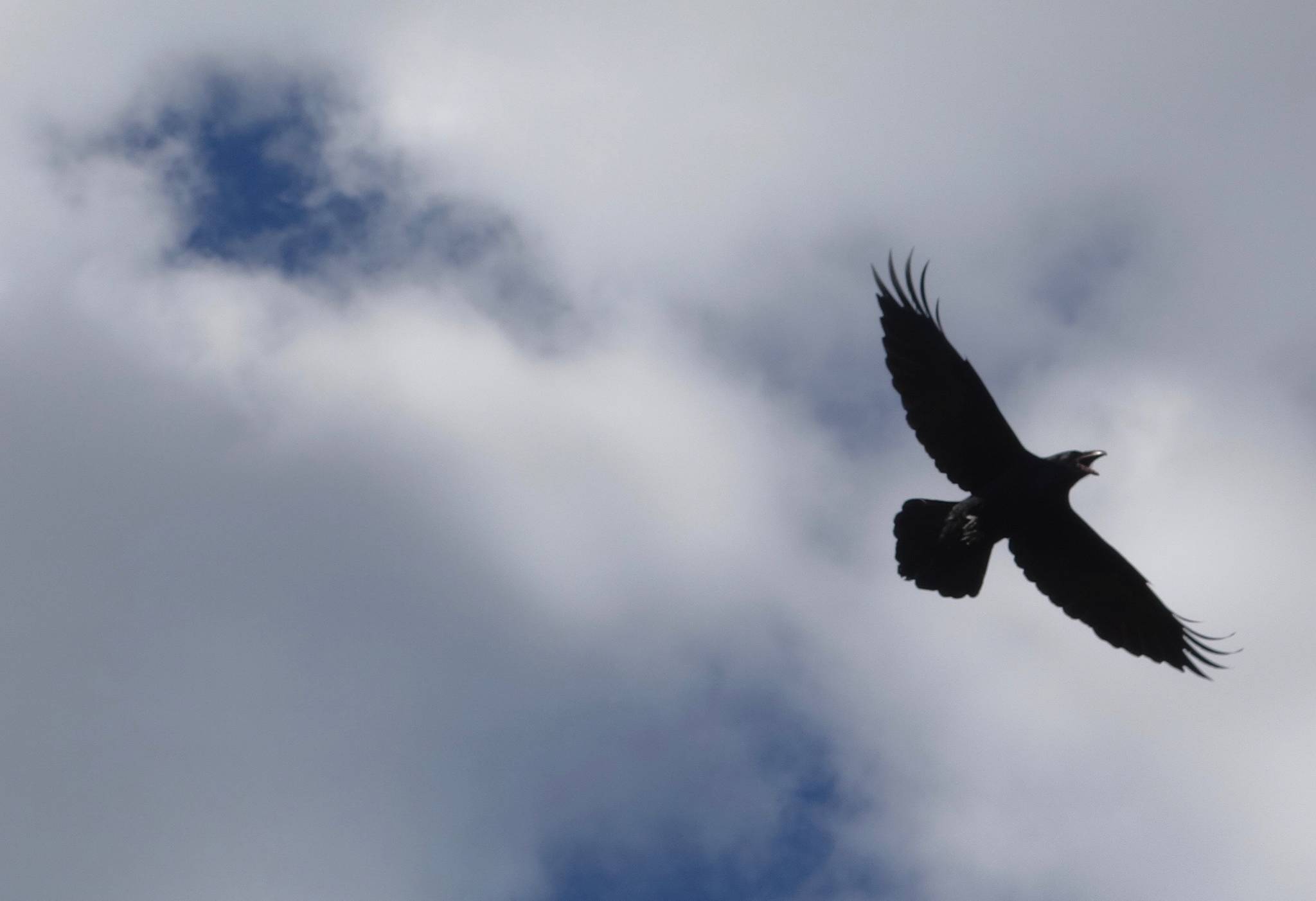 A raven flies in Alaska. (Courtesy Photo / Ned Rozell)