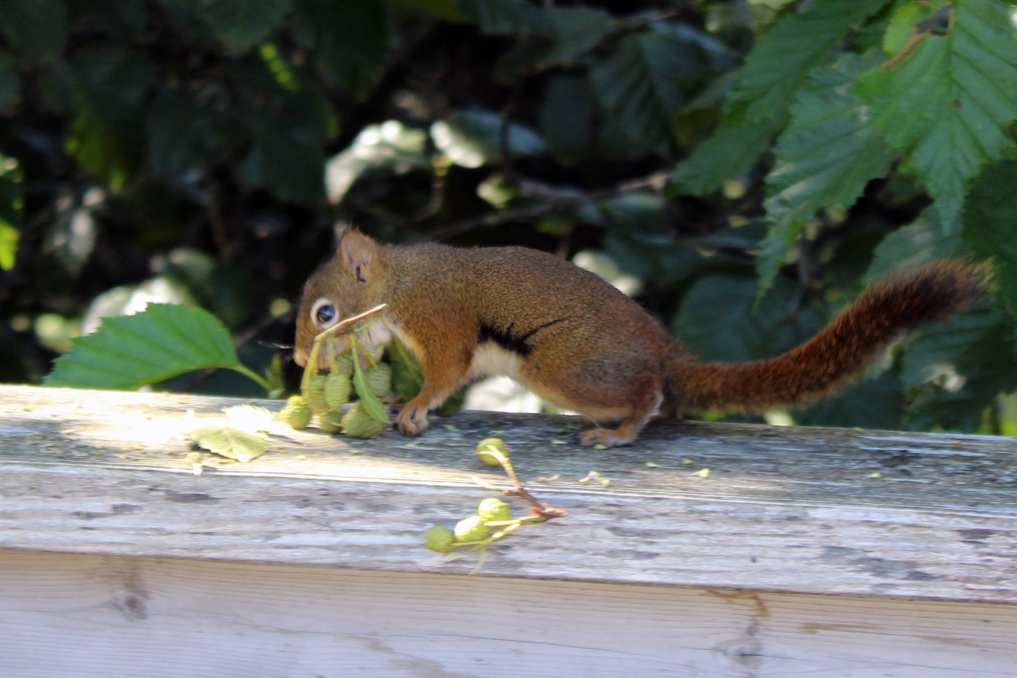 A squirrel carries a mouthful of cones near Mendenhall Glacier. (Ben Hohenstatt / Juneau Empire)