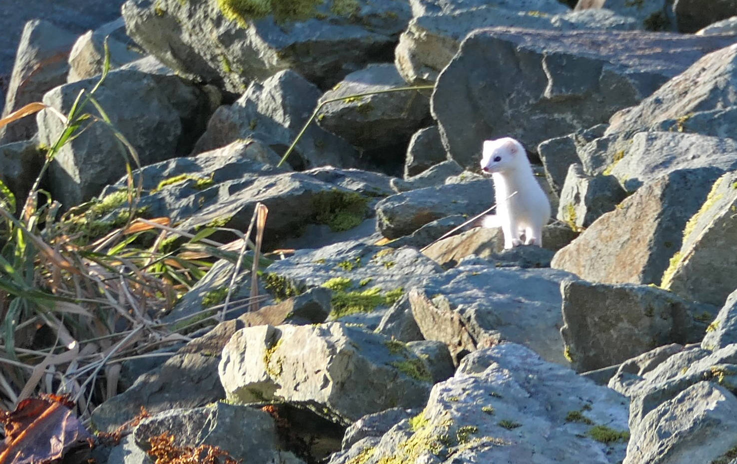 An ermine emerges to look around while exploring the crevices among the roadside rocks. While its white winter coat is conspicuous now, it will help it blend in with its surroundings during winter. (Courtesy Photo /David Bergeson)