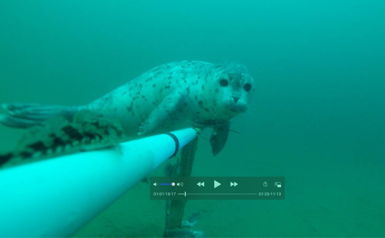 An Iliamna Lake freshwater seal investigates Mark Stigar and Bruce Wright’s underwater camera. (Courtesy Photo / Mark Stigar)