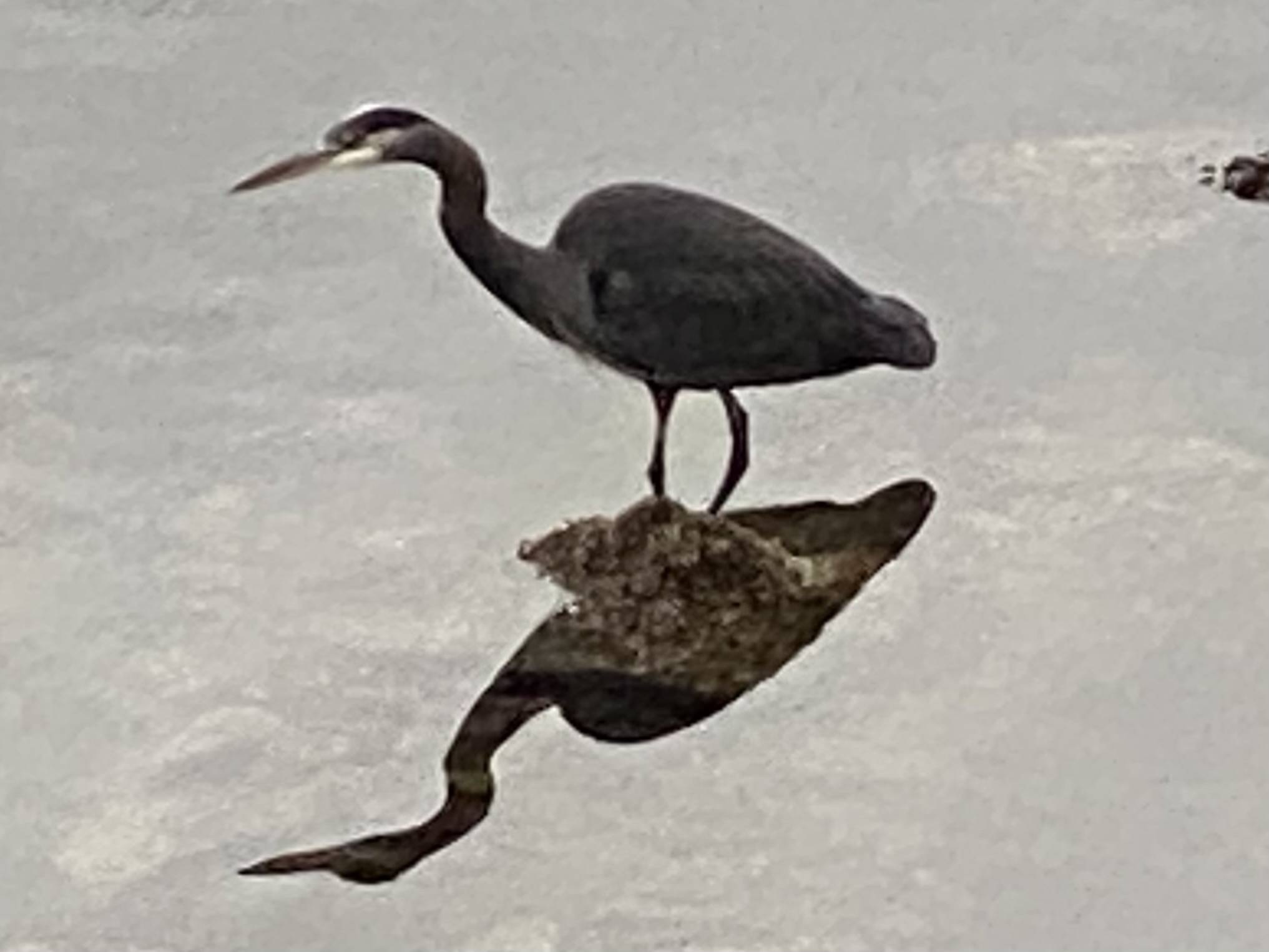 A great blue heron is seen downtown in the shallows off Egan Drive on Oct. 27. (Courtesy Photo / Denise Carroll)