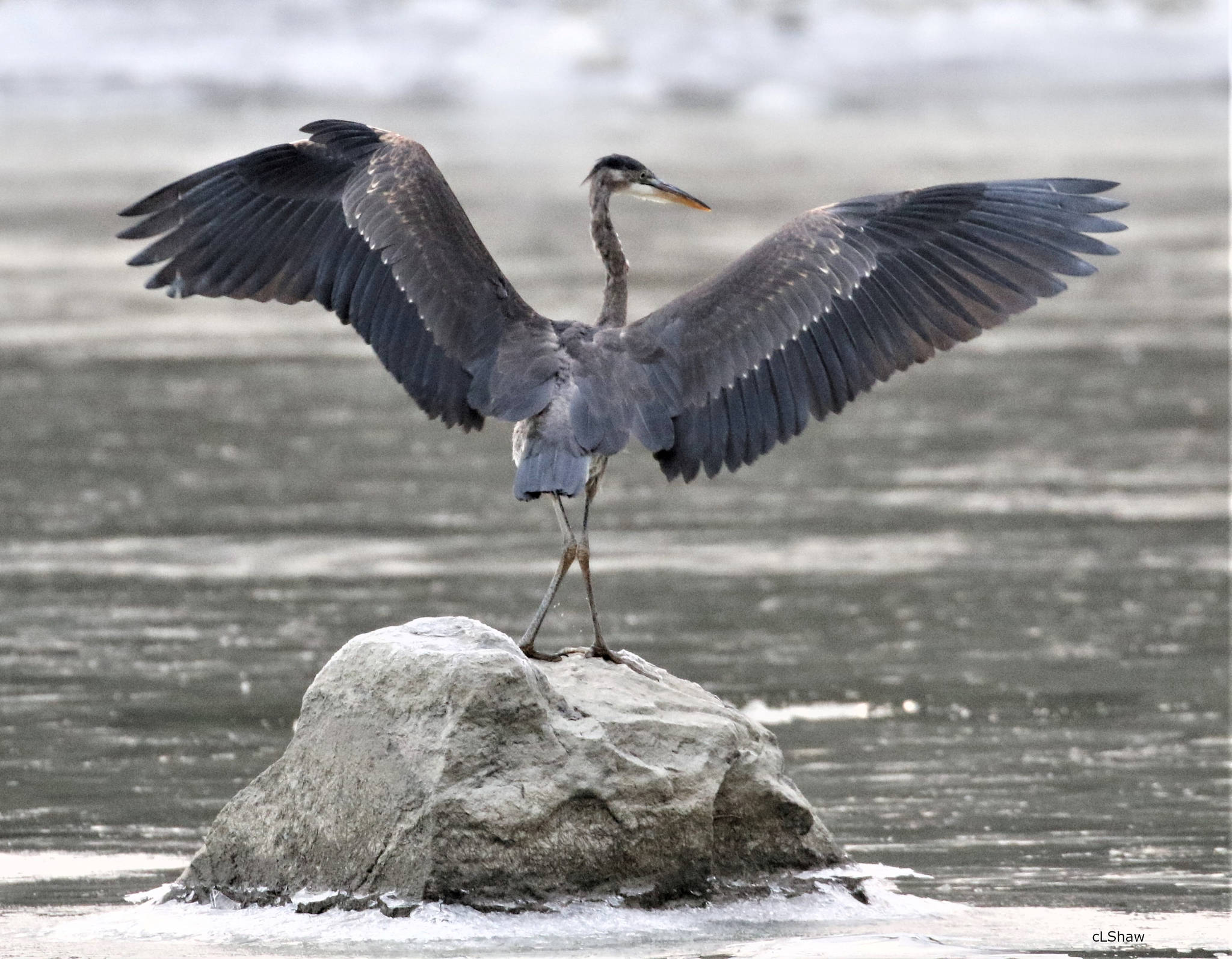 A great blue heron spreads its wings out on an icy Mendenhall Lake yesterday, Oct. 18. (Courtesy Photo / Linda Shaw)