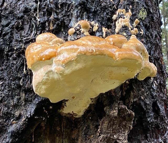 Dewy bear bread or artist’s bracket growing on a conifer tree along the Boy Scout camp trail on Oct. 24. (Courtesy Photo / Denise Carroll)