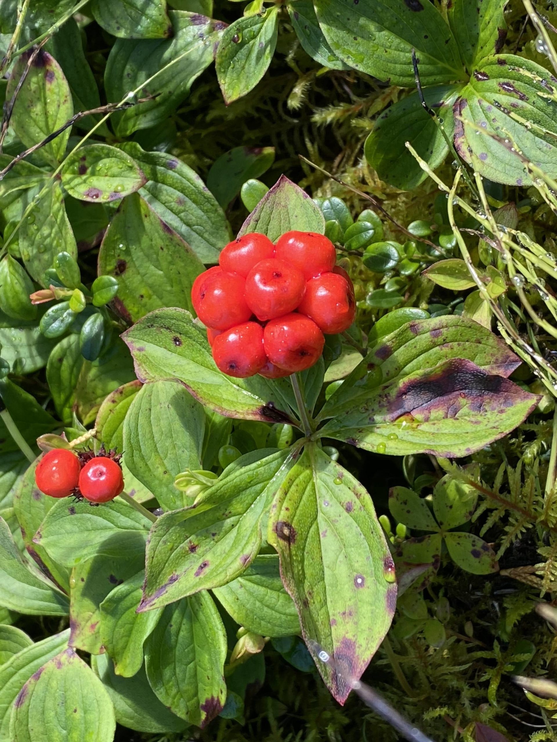 This photo shows bunchberries, which are also called dogwood berries, Wrangell. (Vivian Faith Prescott / For the Capital City Weekly)