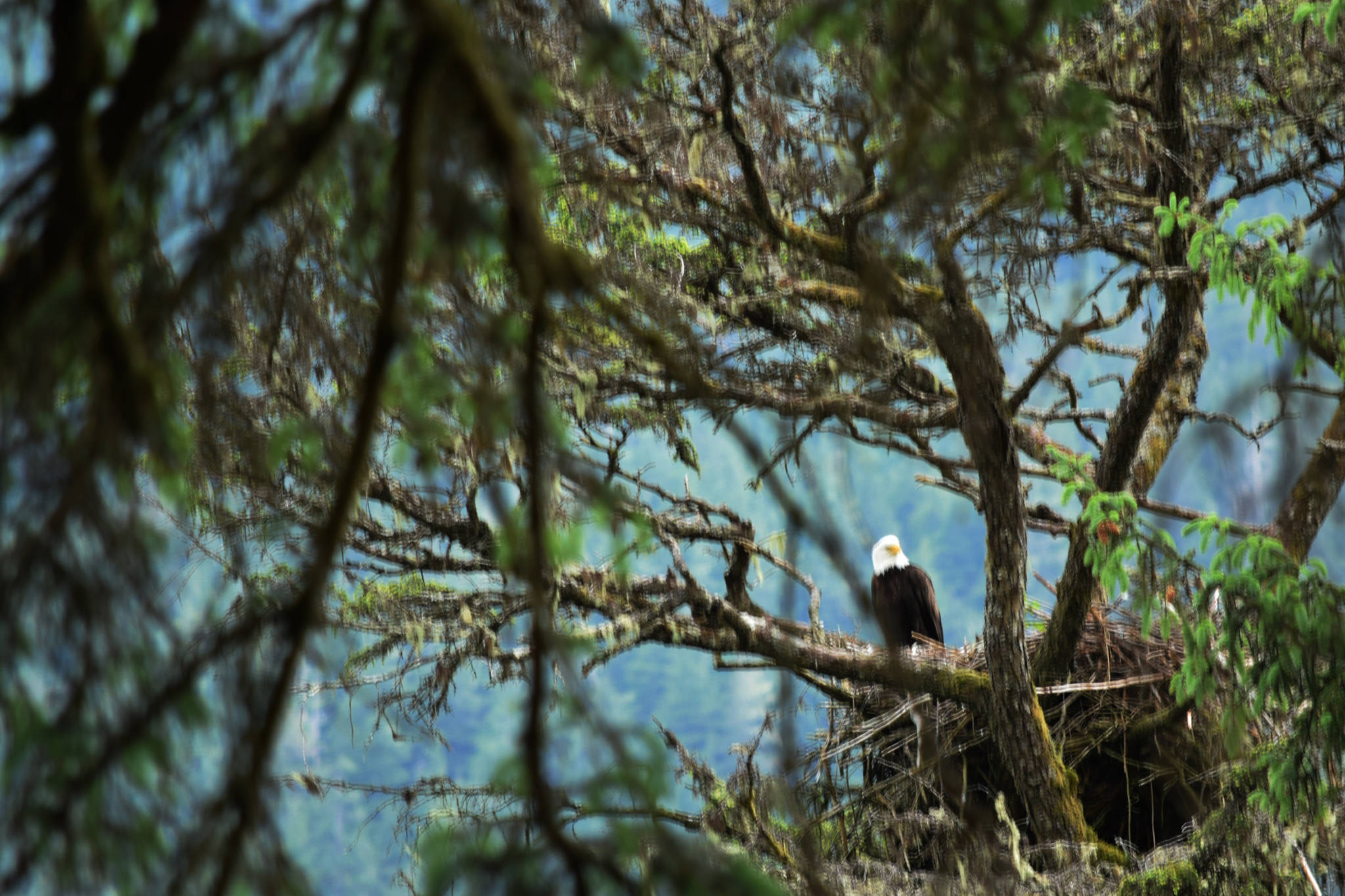 An eagle parent watches over a couple of eggs in the nest in April 2017. (Courtesy Photo / Jerry Smetzer)