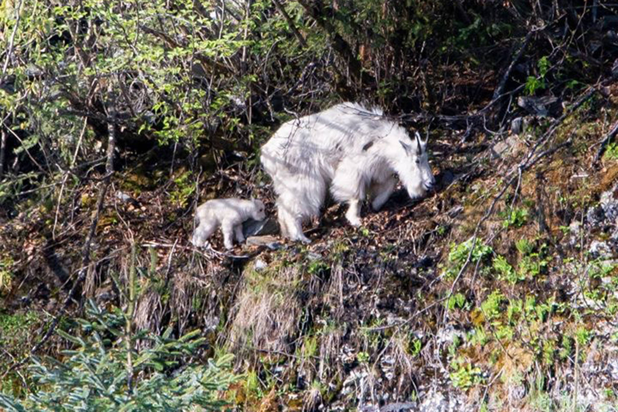 This is simply a picture of a mother and baby mountain goat. Picture was taken July 17. They were just on the far side of the falls to the right of the Mendenhall Glacier. (Courtesy Photo / Roger Everett)