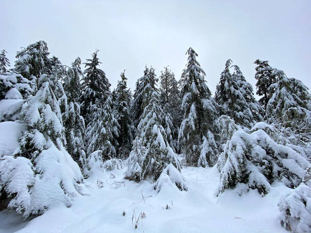 Snow drapes trees along the Switzer Creek Trail in a white blanket on Nov. 4. (Courtesy Photo / Denise Carroll)