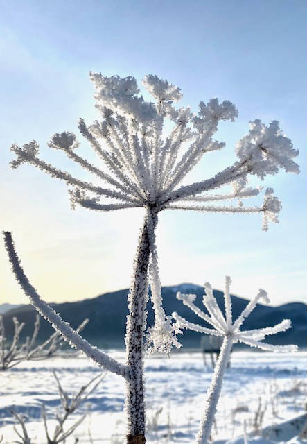 The winter coat of a cow parsnip appears as a starburst against the clear sky on the Mendenhall wetlands on Nov. 7. (Courtesy Photo / Denise Carroll)