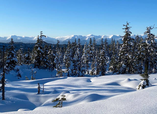 In Spaulding Meadow, a stand of Sitka spruce and the snow-capped Chilkat mountains as a backdrop create a perfect winter scene on Nov. 17. (Courtesy Photo . Denise Carroll)