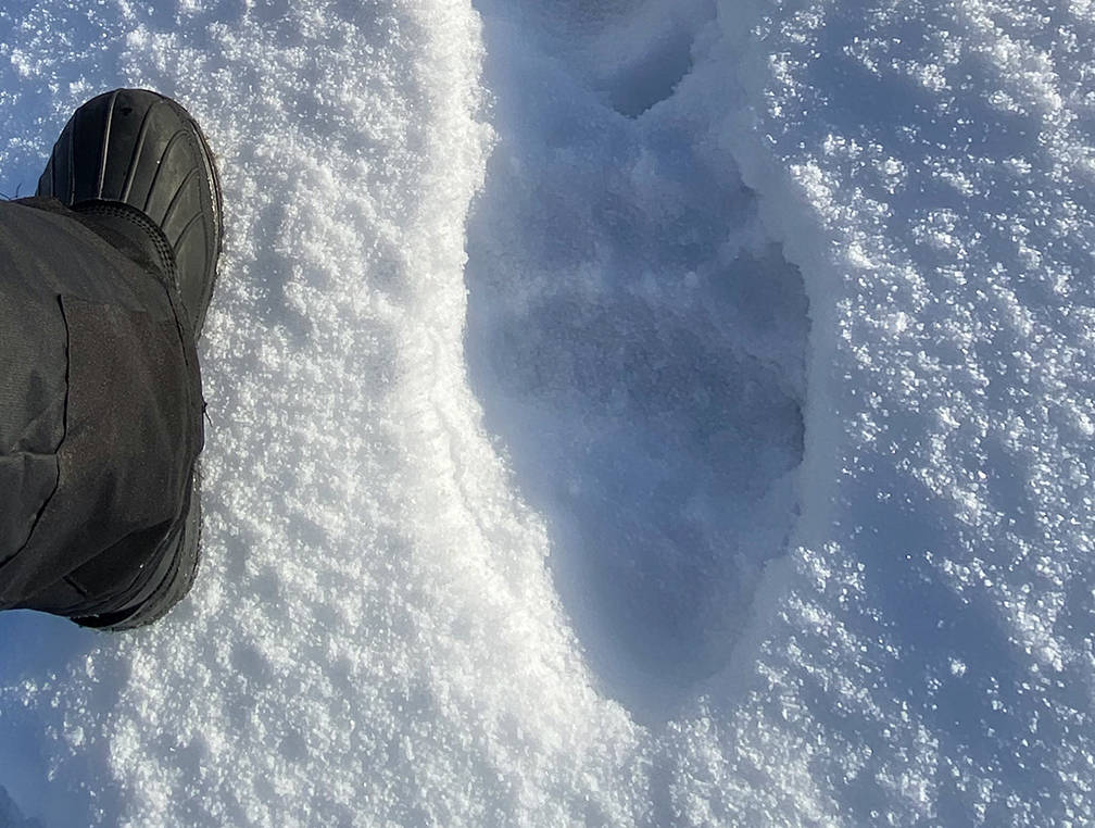 This Sunday, Nov. 15, photo shows a big paw print near a boot that is a foot in length. “While out tracking some other critters along the West glacier Trail and the west shore of Mendenhall lake, I came across these brown bear tracks,” writes Stacy Eldemar. “They were frozen in the previously wet and slush snowfall.” (Courtesy Photo / Stacy Eldemar)