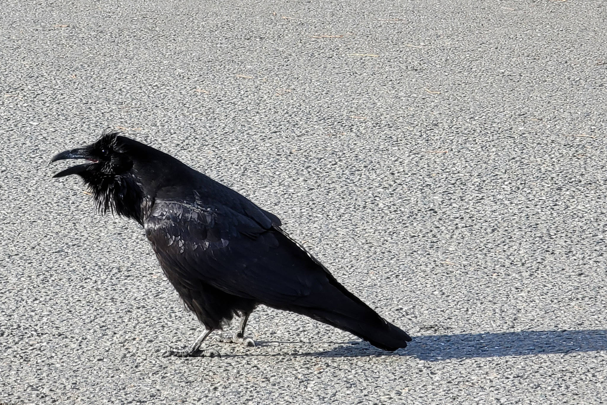 Ravens, crows and jays have the anatomical equipment for singing but they don’t use song to defend territories or attract males, as other songbirds do. (Ben Hohenstatt / Juneau Empire File)