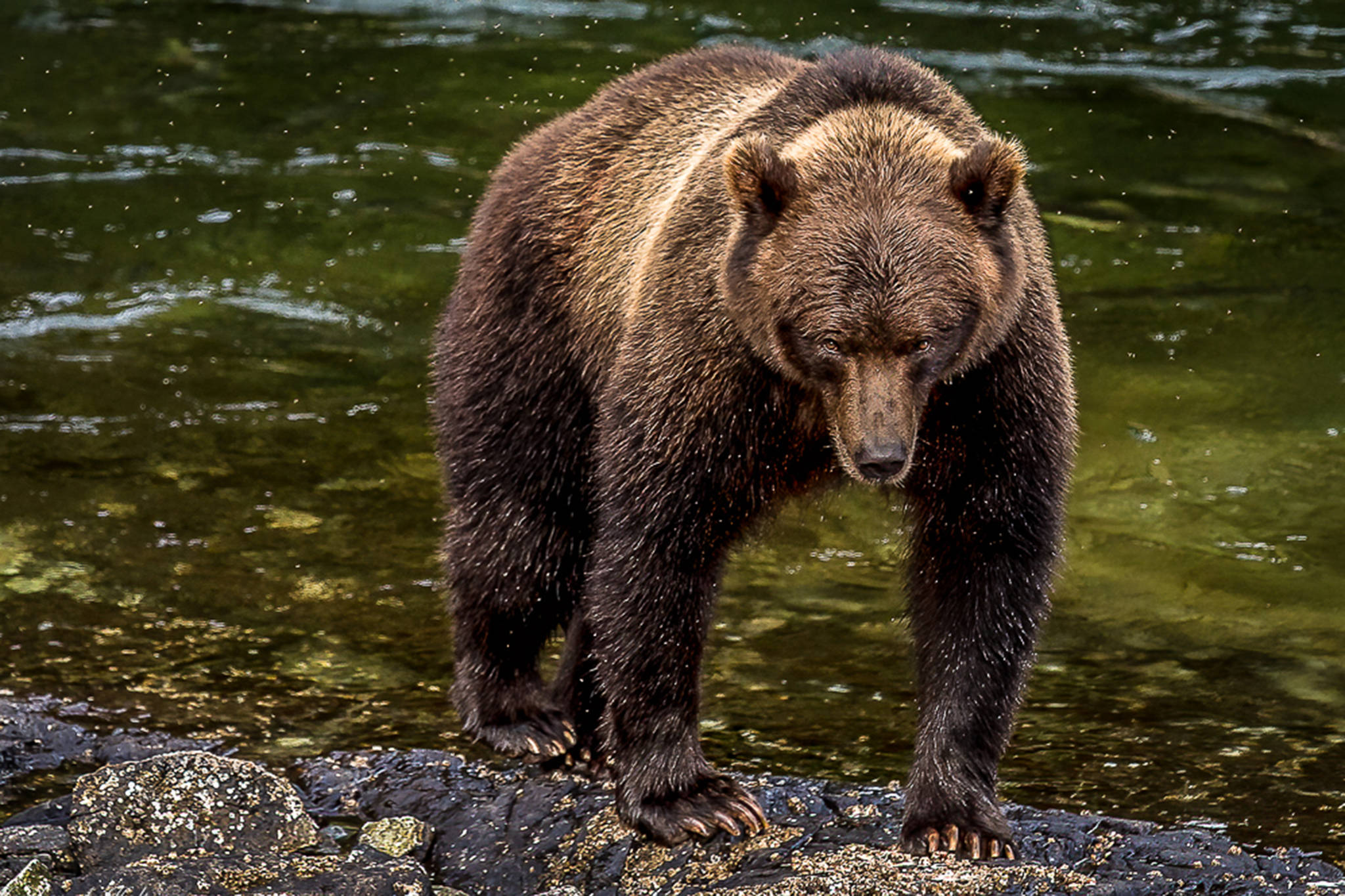 Intensity — the toughest of all shots but the most rewarding is when you can go eye to eye with your subject. A bear staring you down is very cool; such as in the case of this male Coastal brown bear on Baranof Island. He was actually turning and looked my way before he strolled off. It was shot with a Canon 5D Mark III, Tamron 70-200, 1/800 sec at f4.5, ISO 320. (Courtesy Photo / Heather Holt)