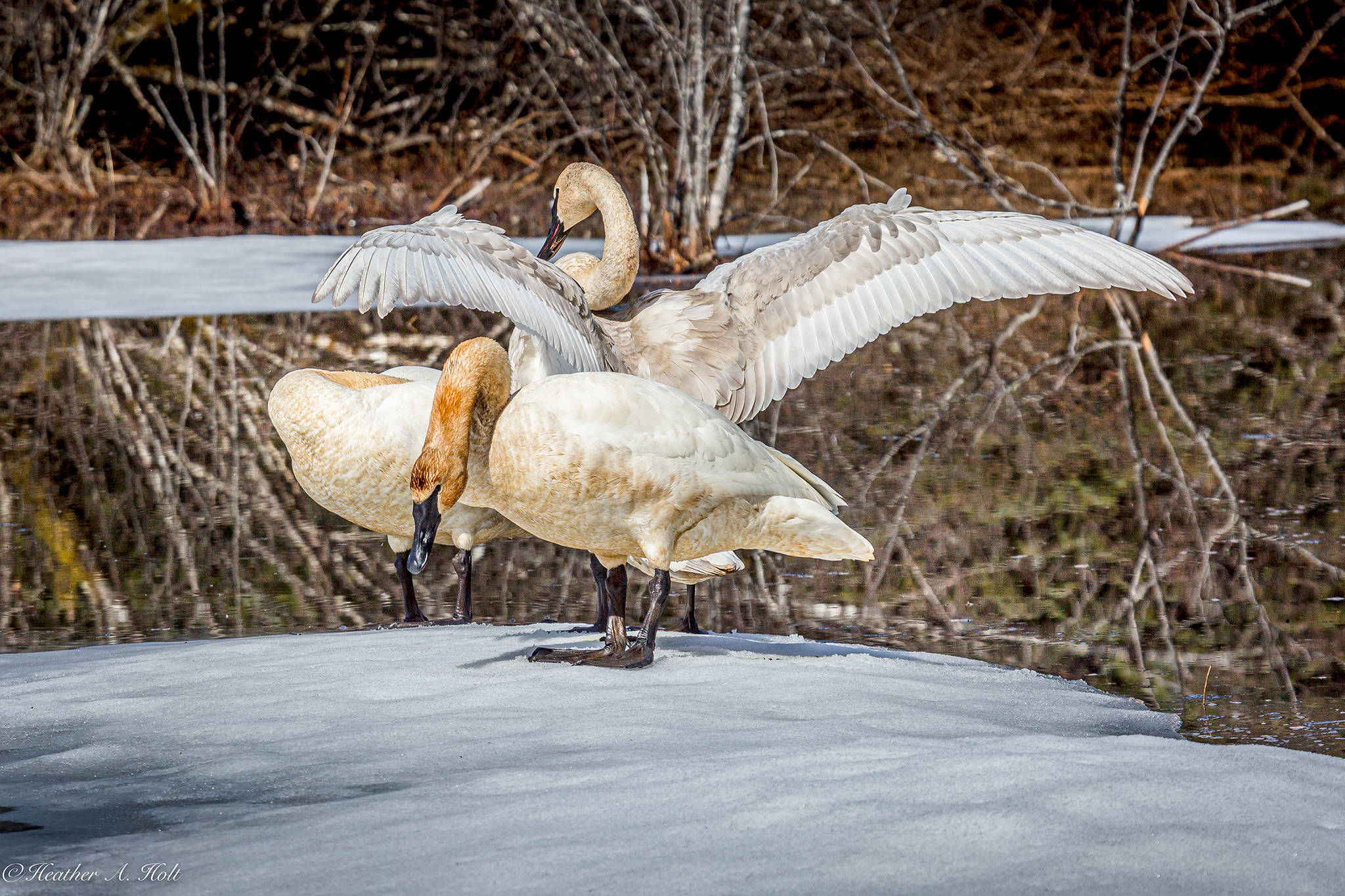 Look for something unique about the environment or weather. These swans landed and were preening on the ice at Dredge Lake. Quite often, when swans get out onto the ice they will flap their wings so be ready. The background is busy in this photo but the uniqueness of the swan and the ice make it work. It was shot with a Canon 5D Mark III, Canon 100-400mm, 1/1250 sec at f10, ISO 200. (Courtesy Photo / Heather Holt)
Look for something unique about the environment or weather. These swans landed and were preening on the ice at Dredge Lake. Quite often, when swans get out onto the ice they will flap their wings so be ready. The background is busy in this photo but the uniqueness of the swan and the ice make it work. It was shot with a Canon 5D Mark III, Canon 100-400mm, 1/1250 sec at f10, ISO 200. (Courtesy Photo / Heather Holt)